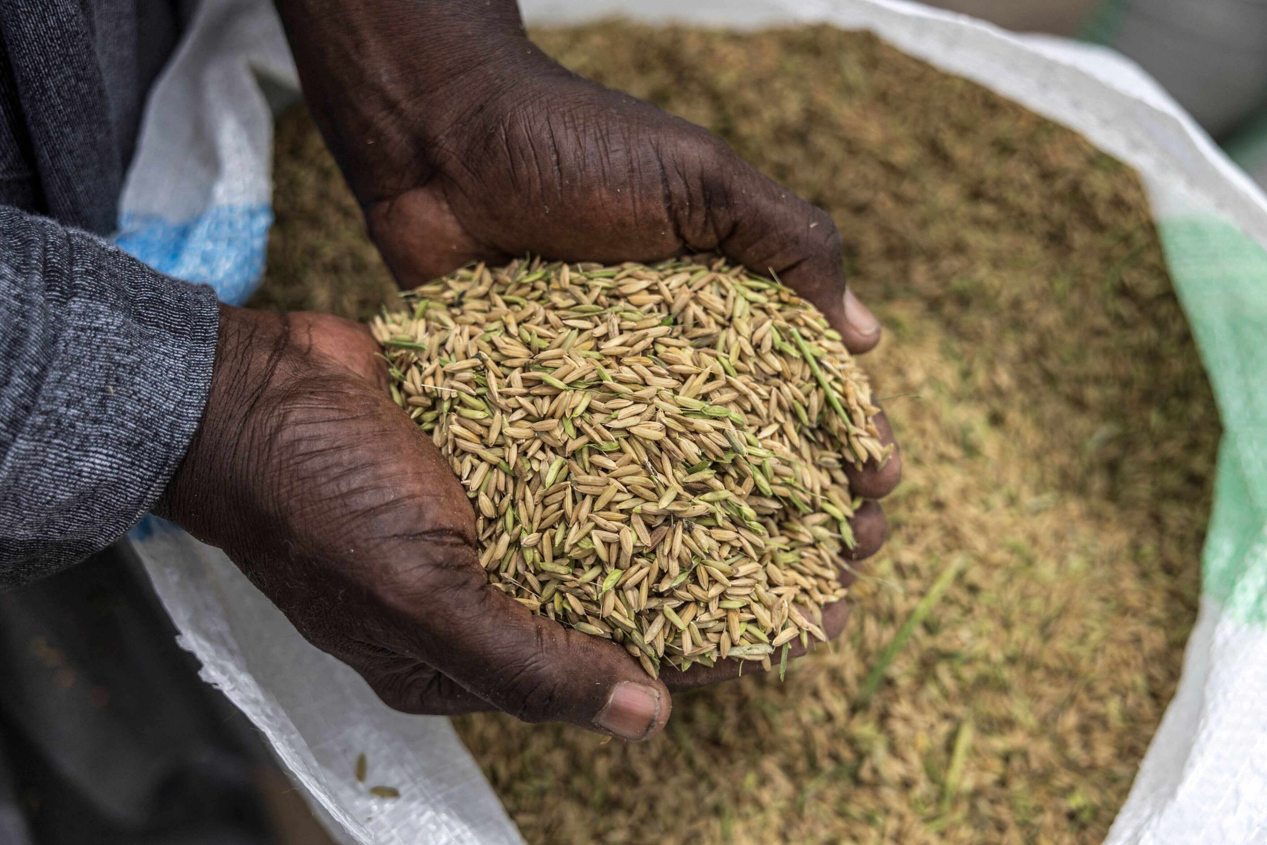Study Buddy (Challenger): Scientists add fish to Senegal paddies for ...