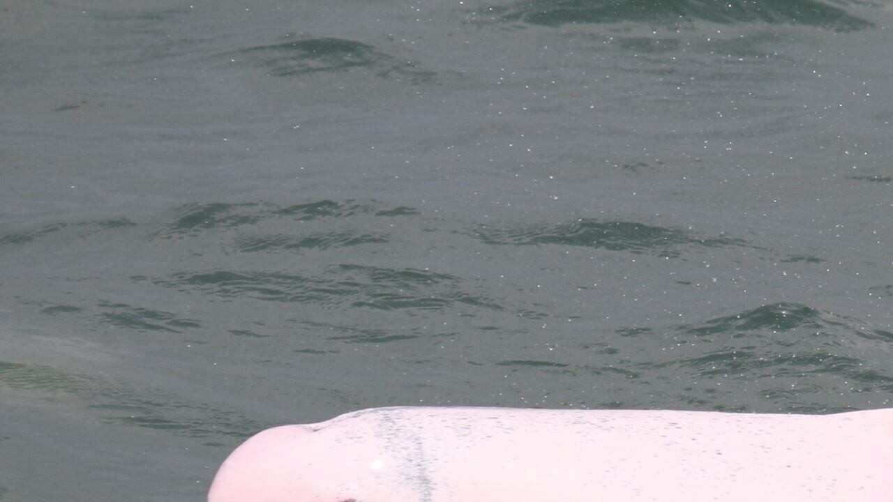 Covid 19 Lockdown Good News For Hong Kong s Rare Pink Dolphins Young covid-19-lockdown-good-news-for-hong-kong-s-rare-pink-dolphins-young