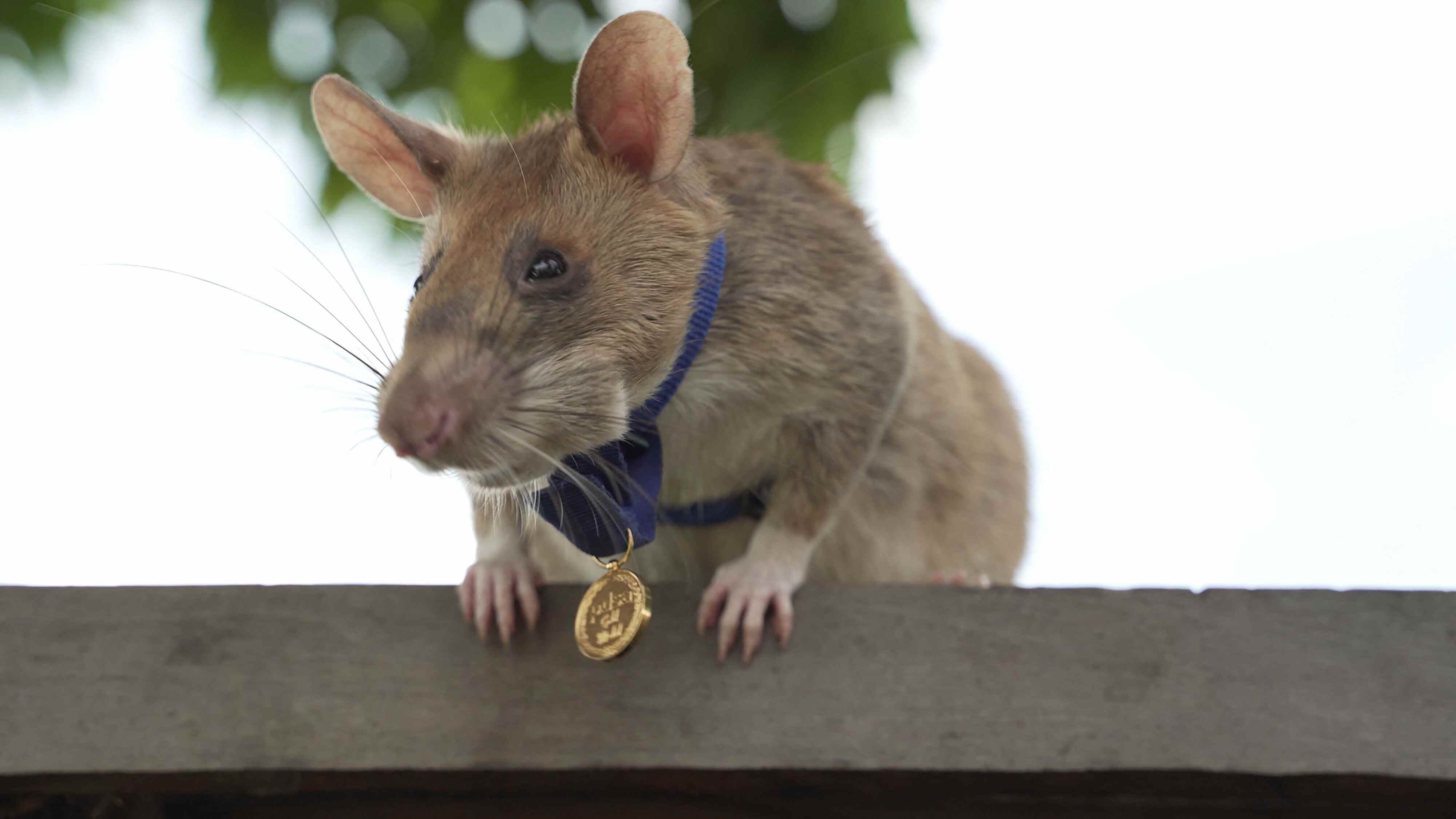 Mine-sniffing hero rat Magawa retires | Young Post Club
