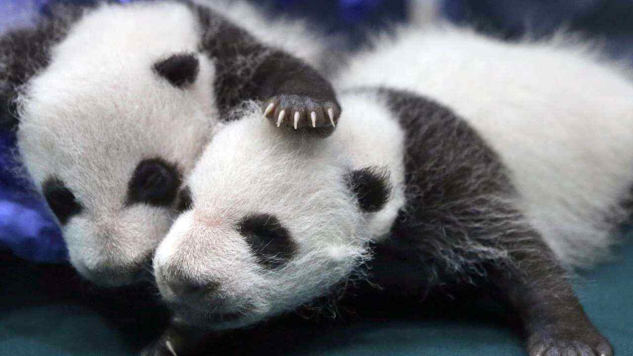 Good news, panda fans! Experts say the giant panda is no longer