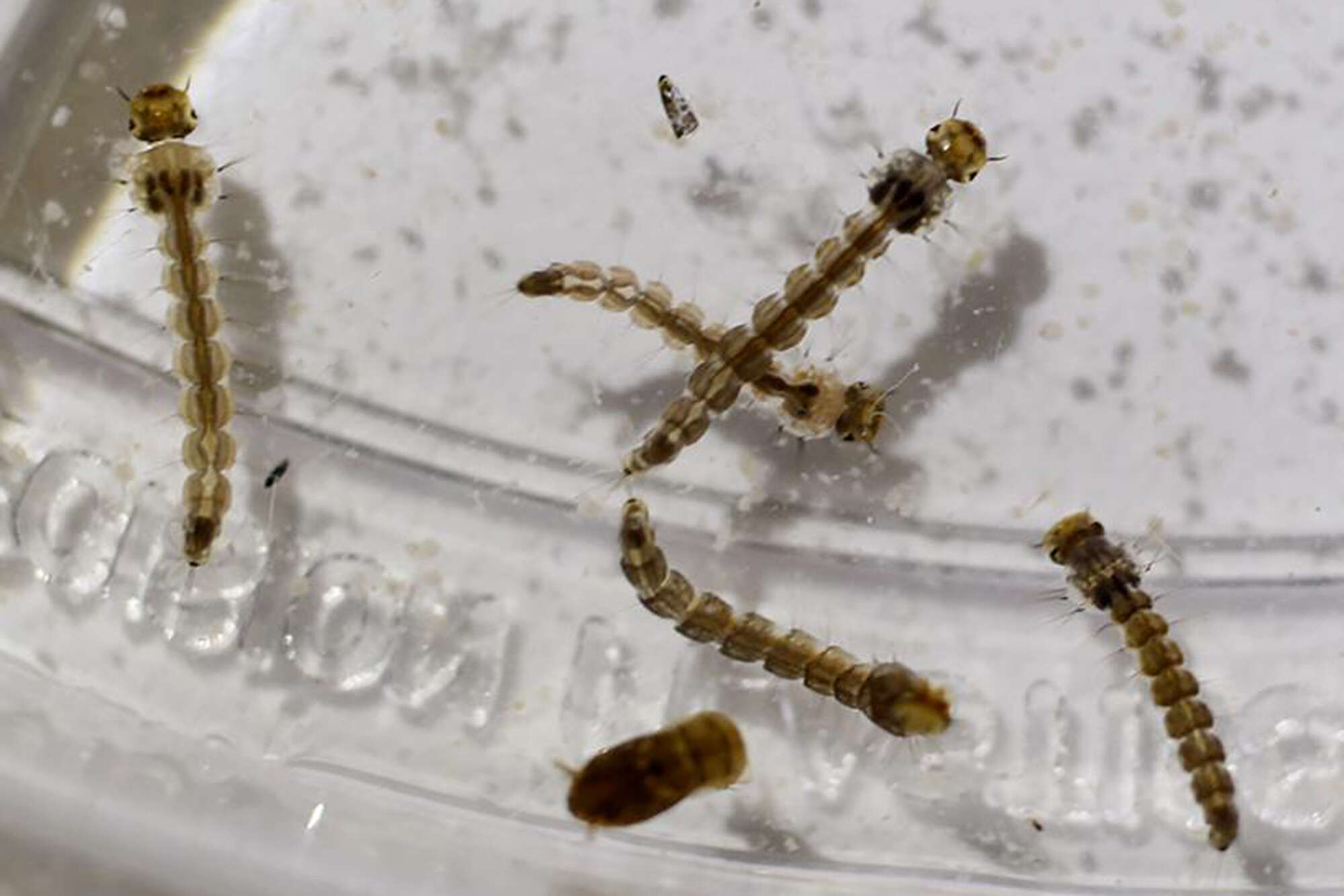 Mosquitoes can transmit the Zika virus to larvae.