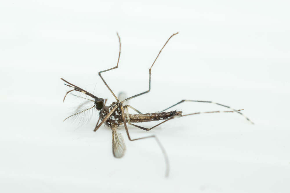 With Zika stalking Hong Kong, here are some facts you should know about mosquitoes