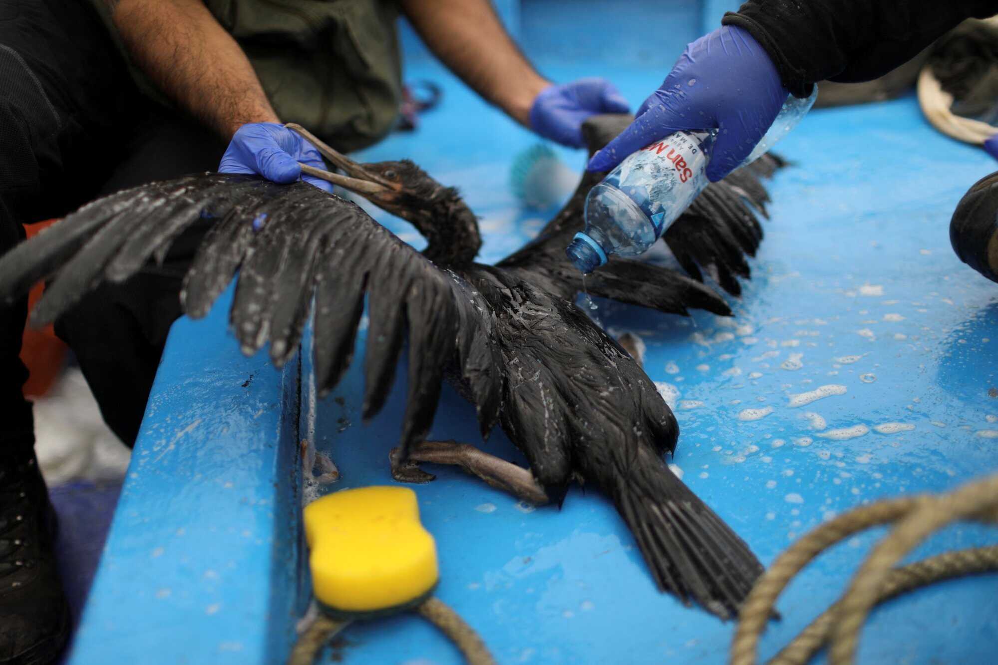 More than 40 birds were rescued from areas polluted by an oil spill in Peru. Photo: Reuters