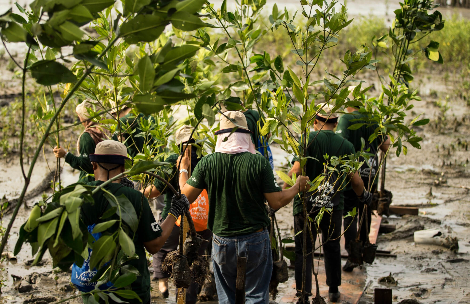 Volunteers planting young mangrove trees – reforestation projects such as this are costly and often difficult to plan and execute. Photo: Shutterstock