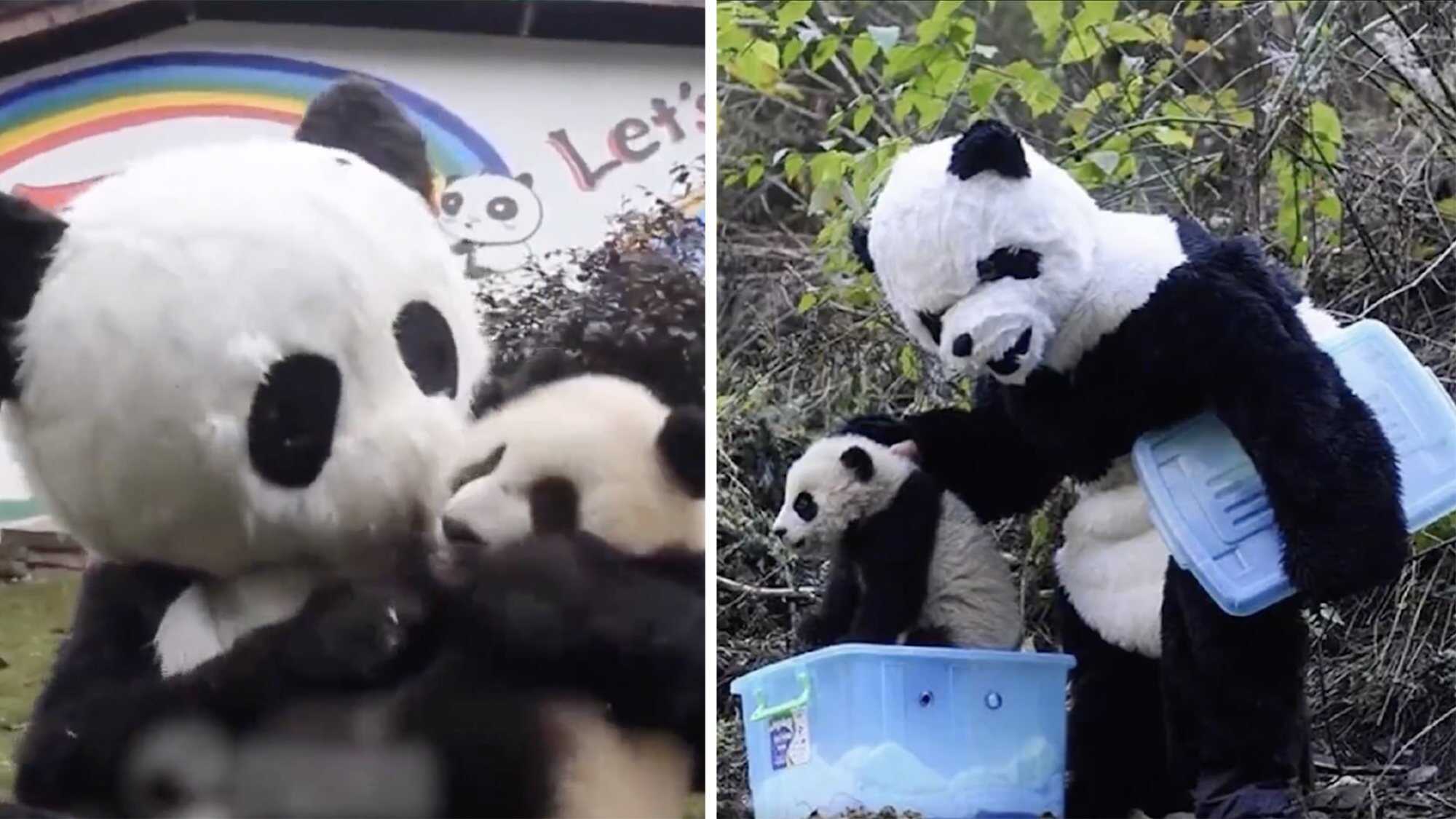 The suits are to convince young pandas they are seeing their own kind and do not become dependent on humans, while the faeces and urine are to mimic the smell of other pandas. Photo: GMW