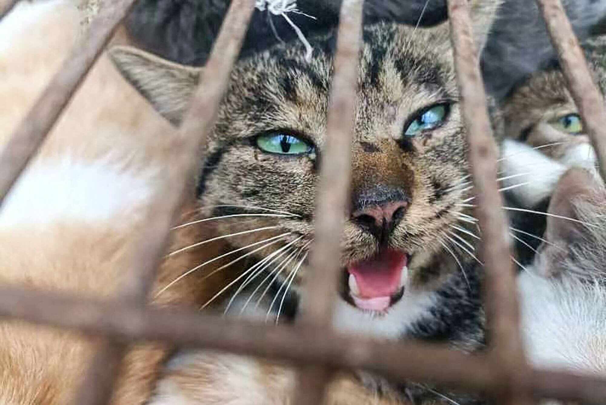 This photo shows a cat among 150 others rescued by police from cat meat trade in China’s eastern Shandong province. Photo: AFP/Vshine/Humane Society International