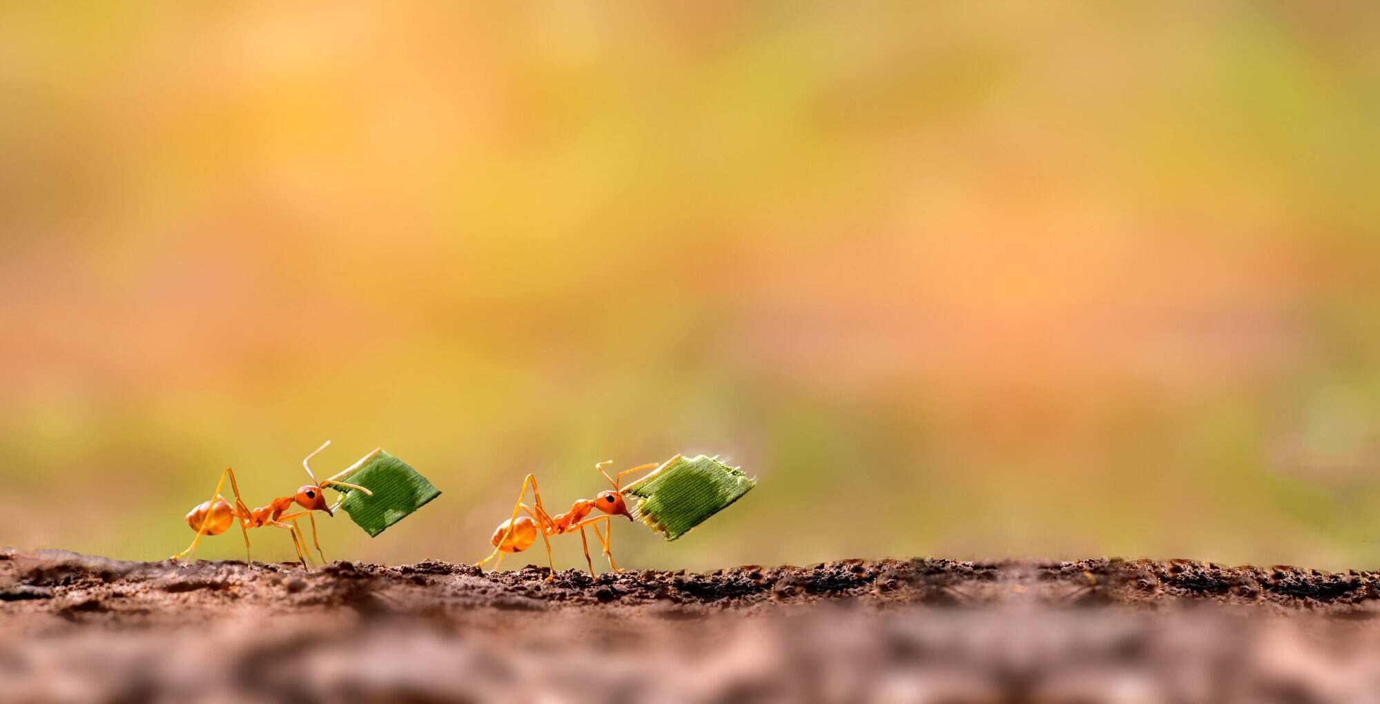 Ants are very important for nutrient cycling, decomposition processes, and plant seed dispersal. Photo: Shutterstock