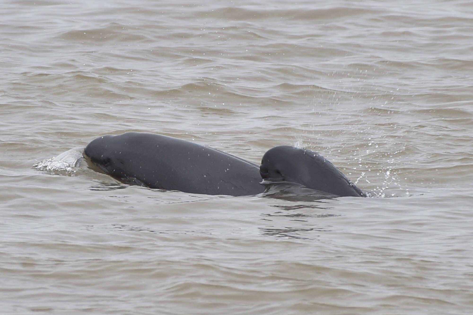 Two Yangtze finless porpoises swim in the Yangtze River. Photo: Feature China/Future Publishing via Getty Images