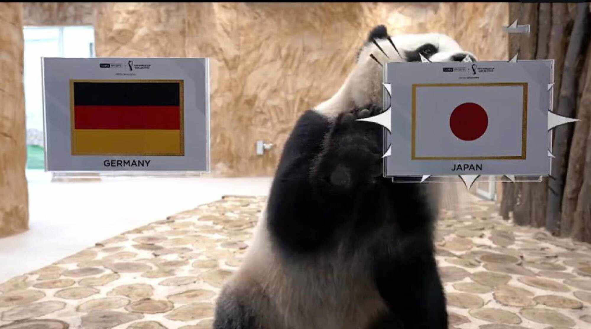 Thuraya and Suhail have made a splash at the World Cup in Qatar by “predicting” the outcome of matches. Photo: Handout