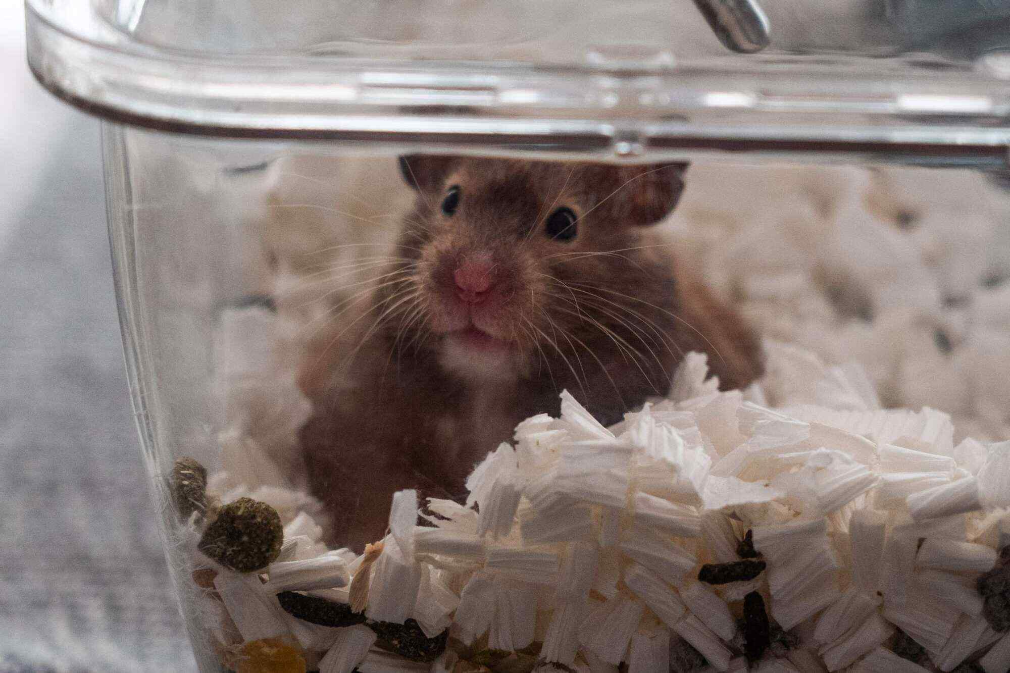 Members of the public began fostering hamsters who had been abandoned by owners who were worried about catching Covid from the small animals. Photo: AFP