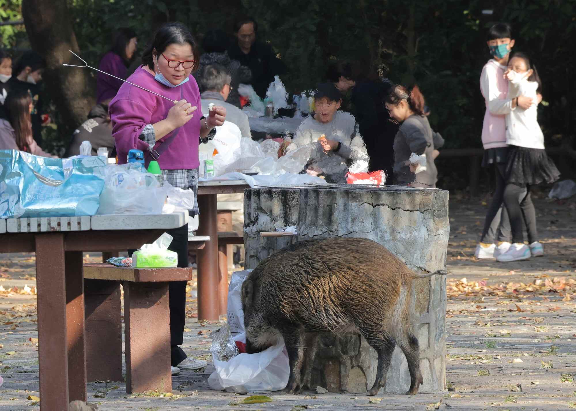 Hongkongers should find a way to coexist with wild animals. Photo: Jelly Tse