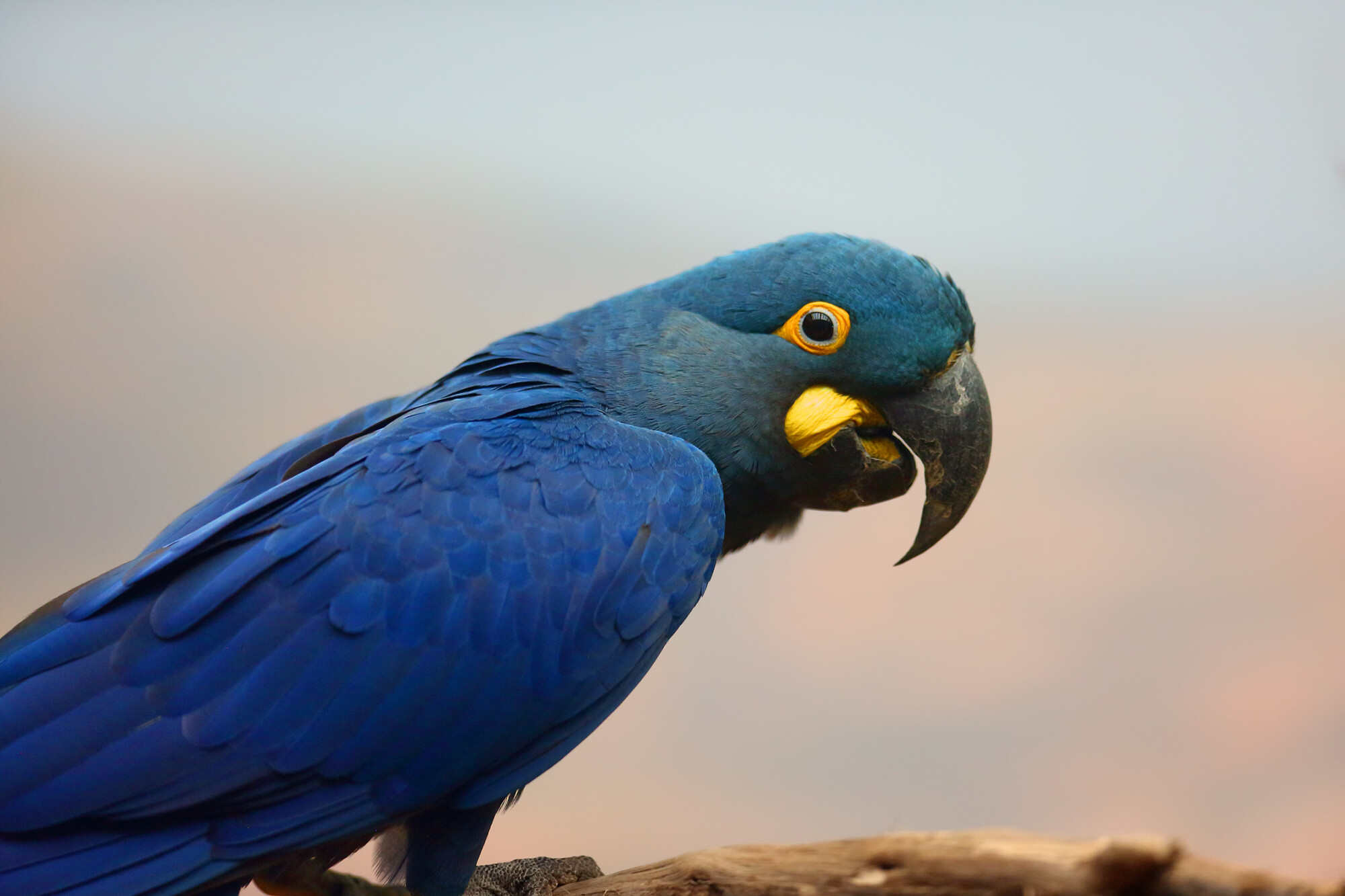 The Lear’s macaw is an endangered species. Photo: Shutterstock