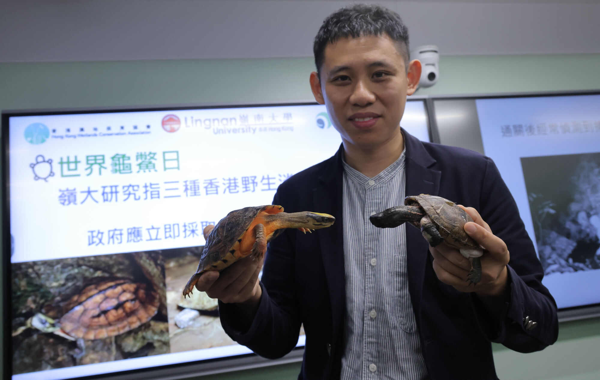 Professor Sung said golden coin turtles could have become functionally extinct in Hong Kong. Photo: Jelly Tse