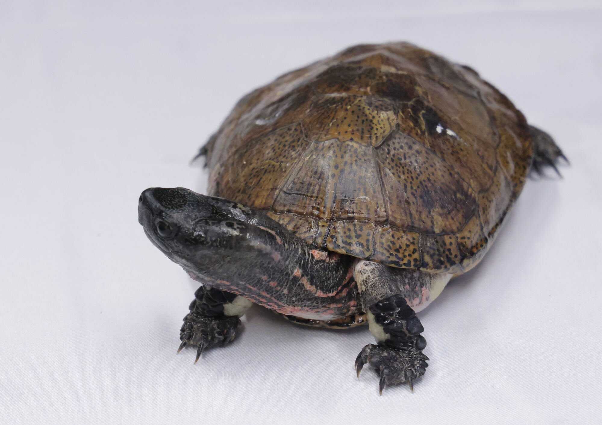 A beale’s eyed turtle. Photo: Jelly Tse