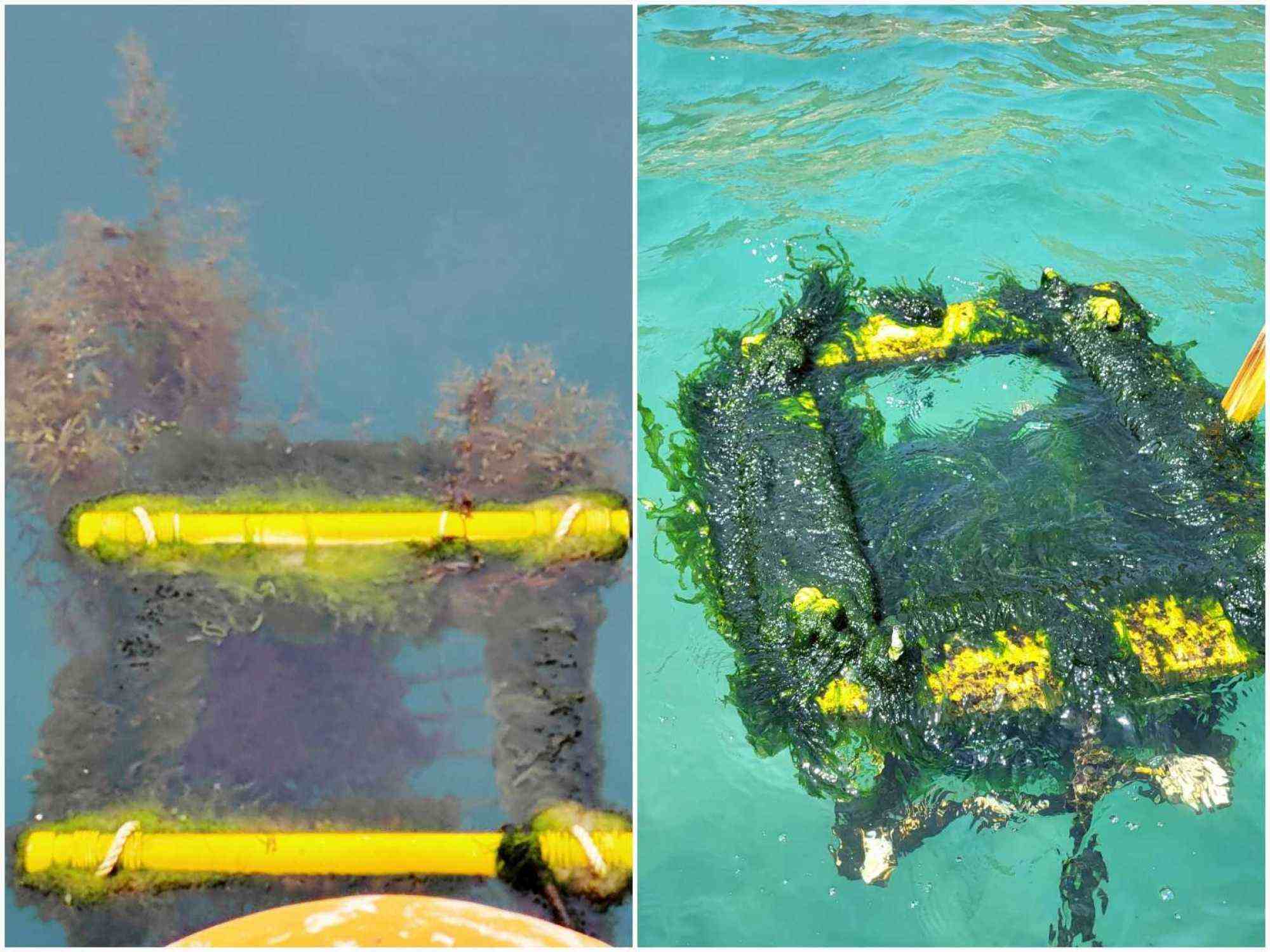 The school planted two types of seaweed: Ulva, a green seaweed, and Sargassum, a brown seaweed. Photo: Handout
