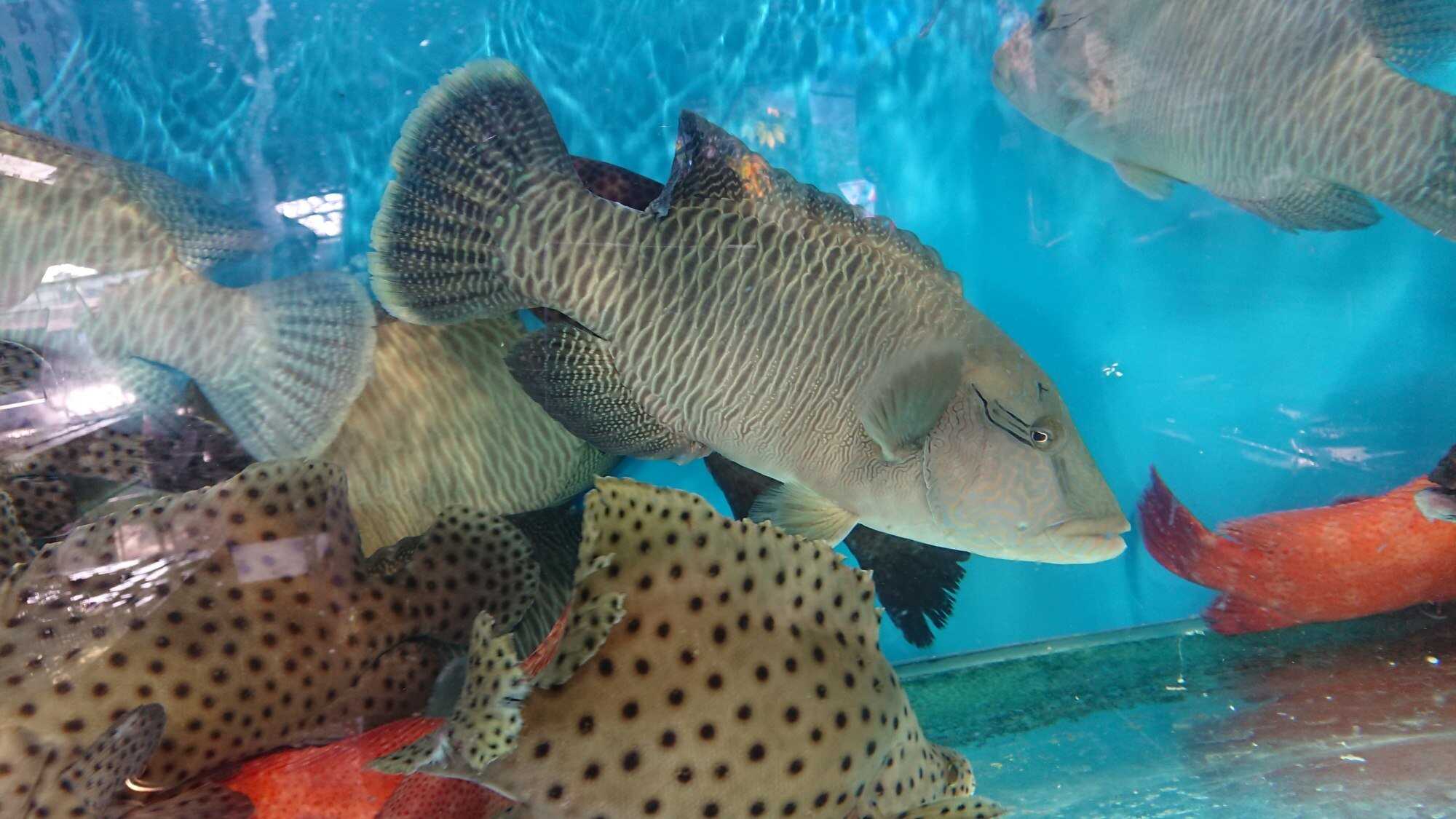 The endangered humphead wrasse can fetch up to HK$3,000 per pound. Photo: Saving Face