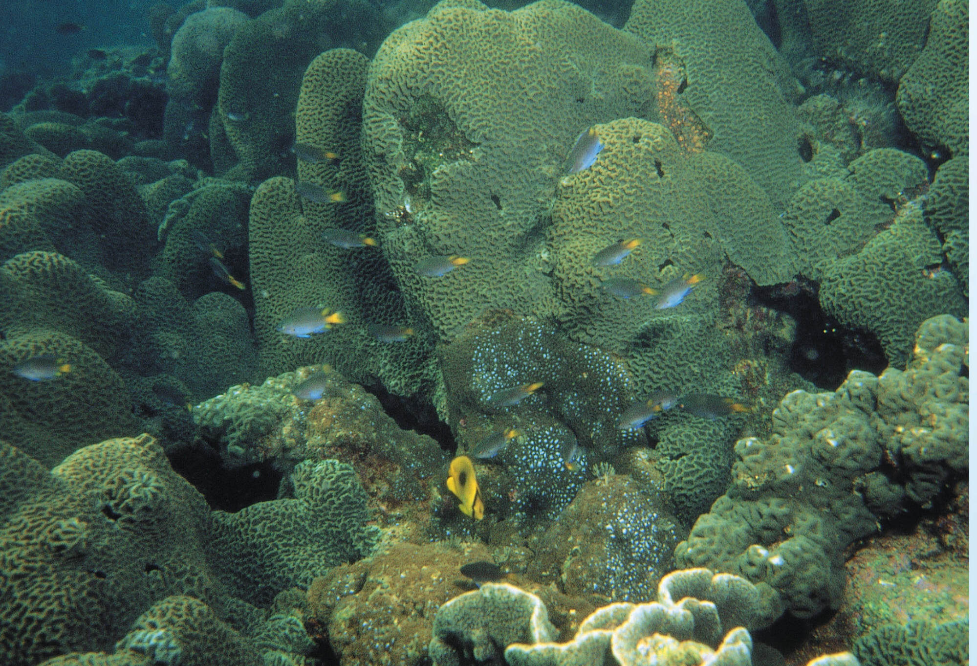 Platygyra carnosus is a coral species found in Hong Kong waters. Photo: AFCD