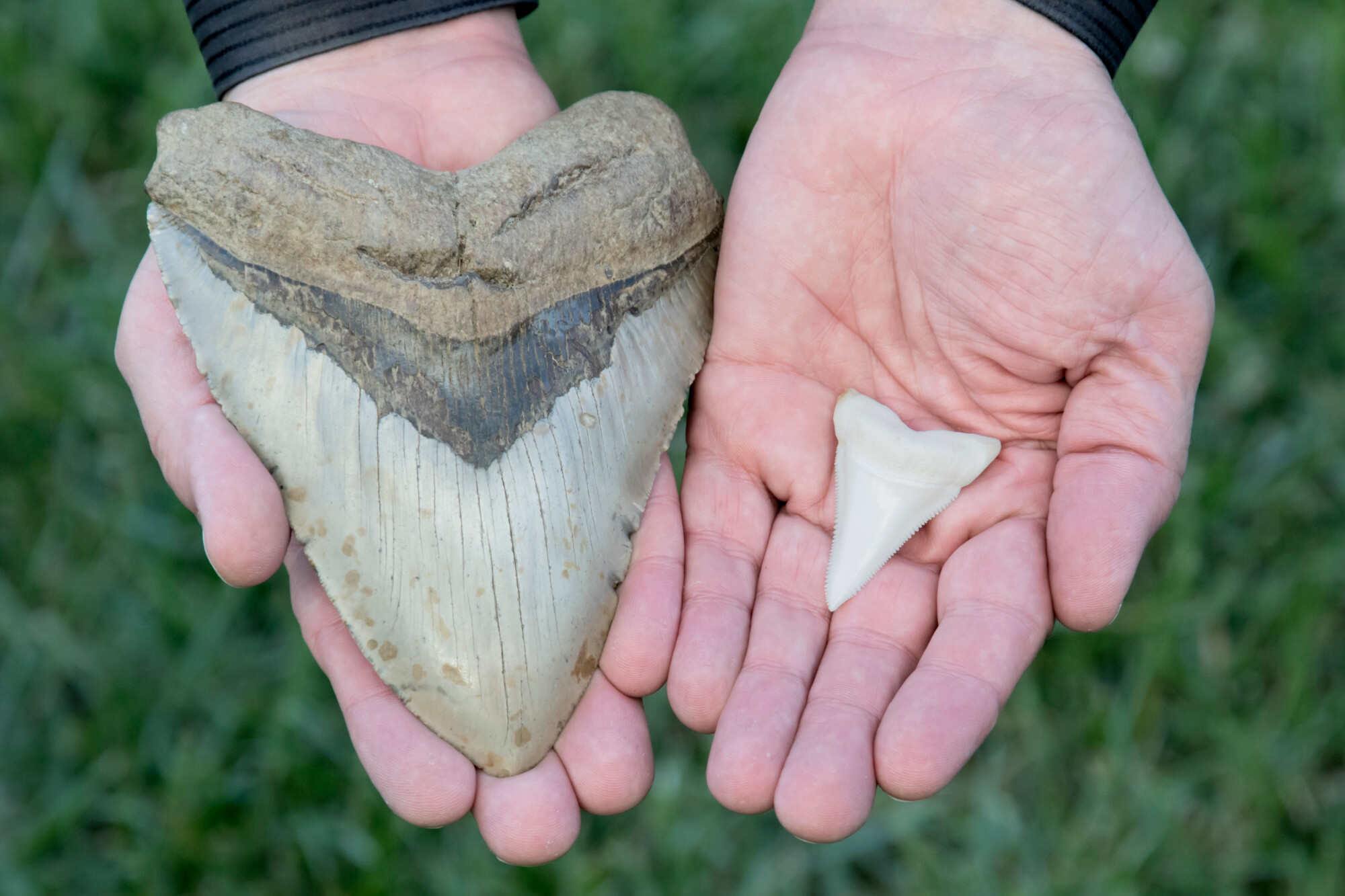 A fossilised tooth from a megalodon shark (left) and a tooth from a modern great white shark. Photo: Shutterstock