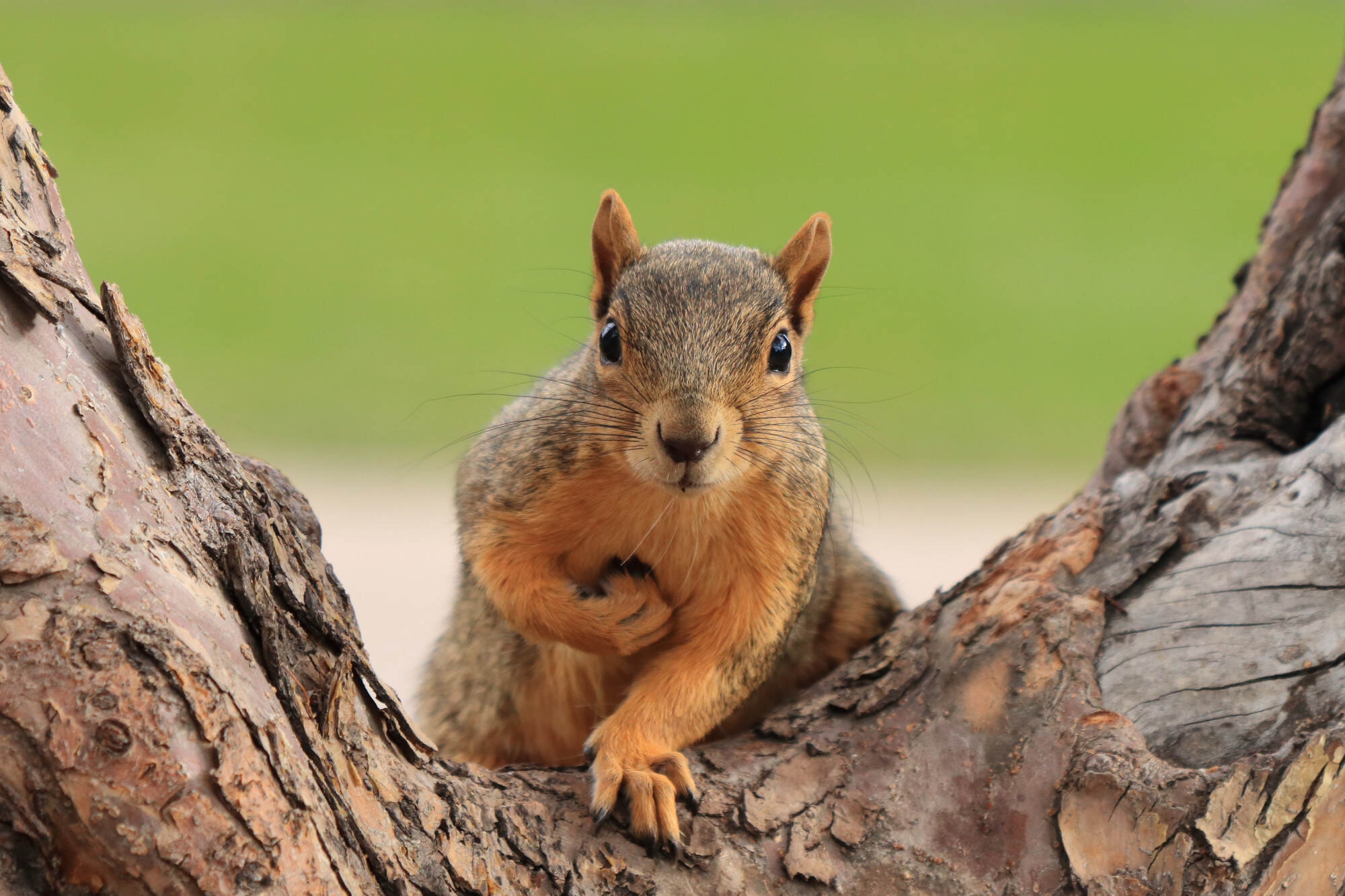 We’re just nuts about nuts. Photo: Shutterstock