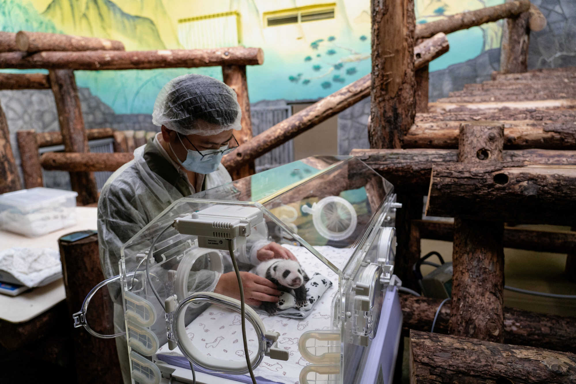A zookeeper examines the giant panda cub in an incubator. Photo: Moscow Zoo via Reuters
