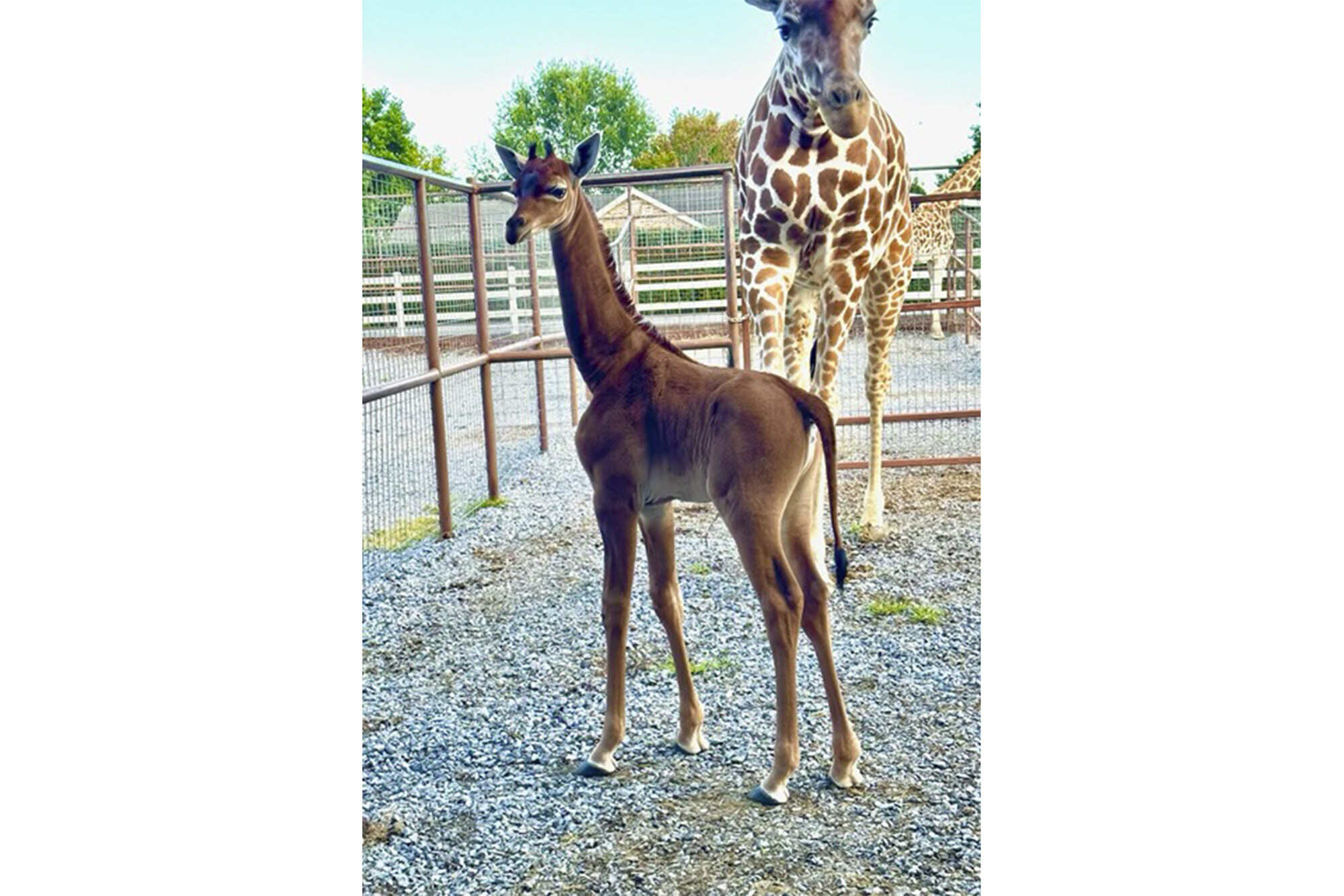 A plain brown female reticulated giraffe was born in July 31 at a family-owned zoo in the US. Photo: Brights Zoo via AP