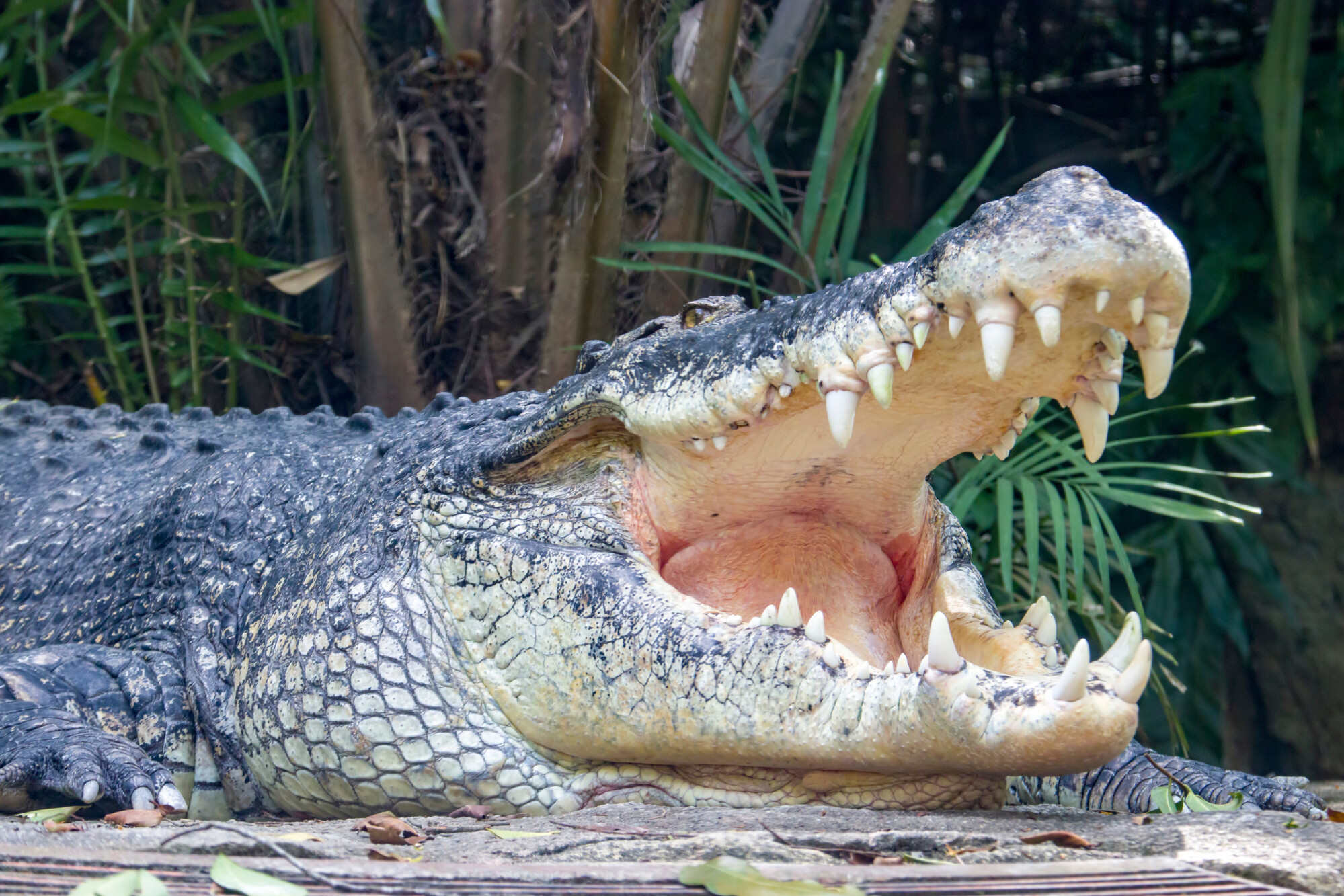 The saltwater crocodile can reach lengths of more than 6.5 metres and weight more than 1,000kg. Photo: Shutterstock