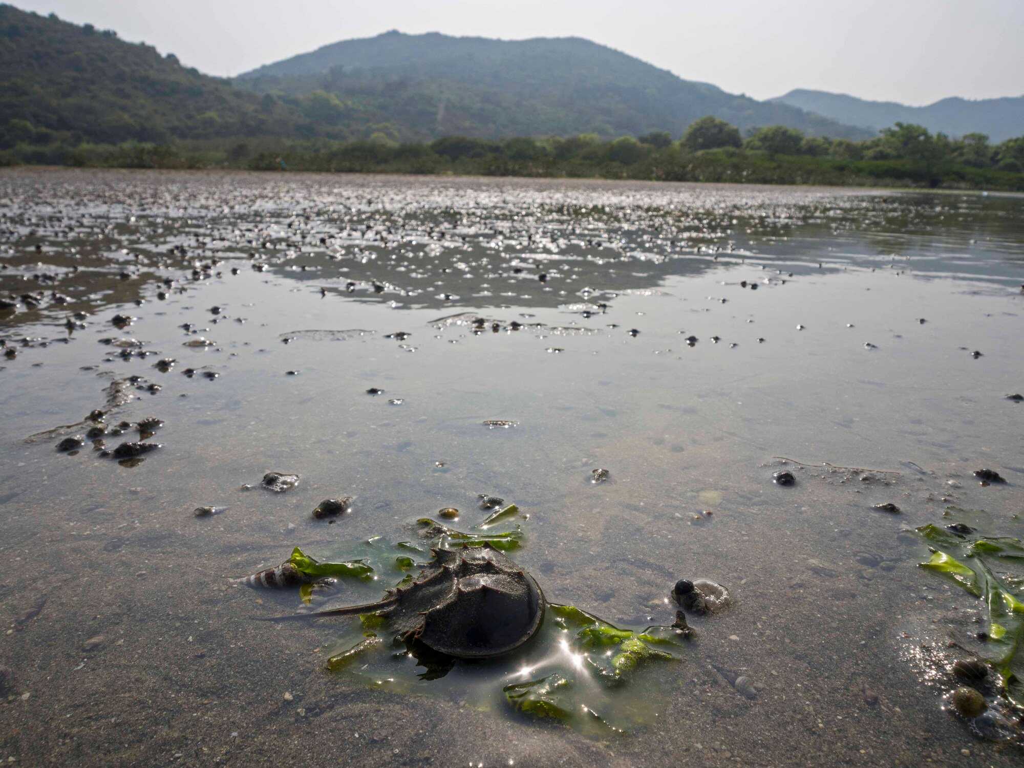 The Chinese horseshoe crab is listed as an endangered species. Photo: Conservancy Association
