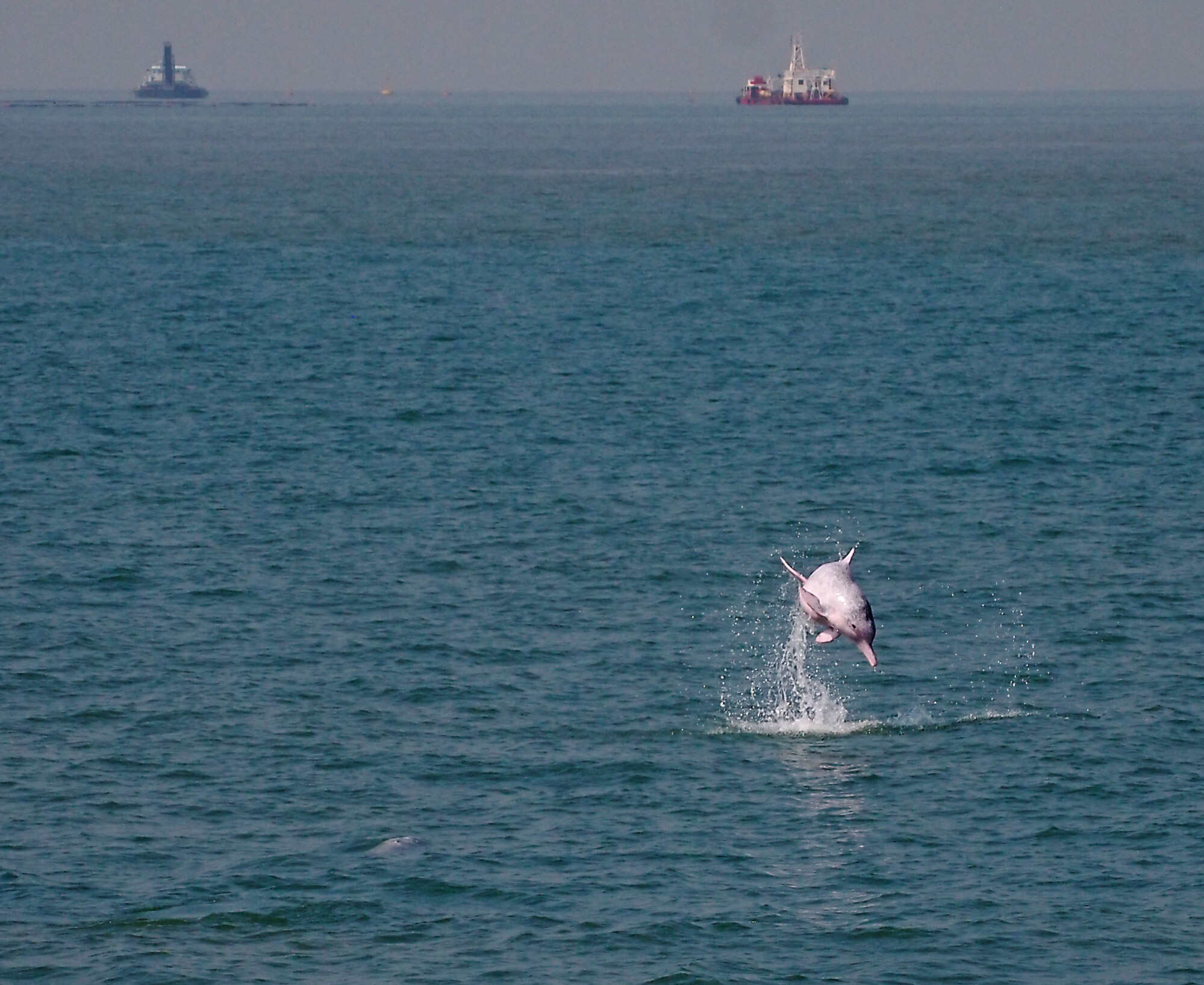 The Chinese white dolphin population is threatened by overfishing, coastal development, water pollution and marine traffic. Photo: Martin Williams
