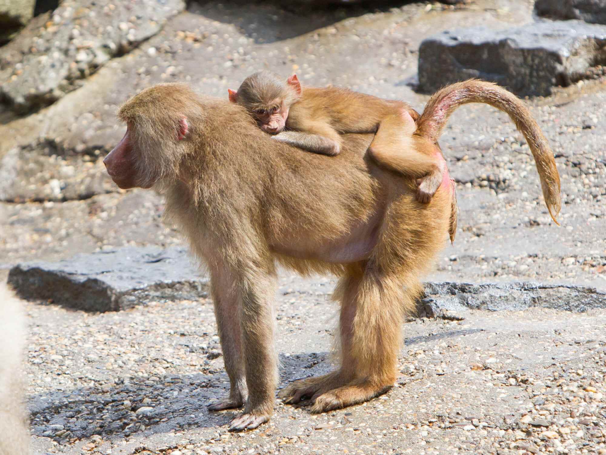 Baboons are known to be particularly sociable monkeys. Photo: Shutterstock