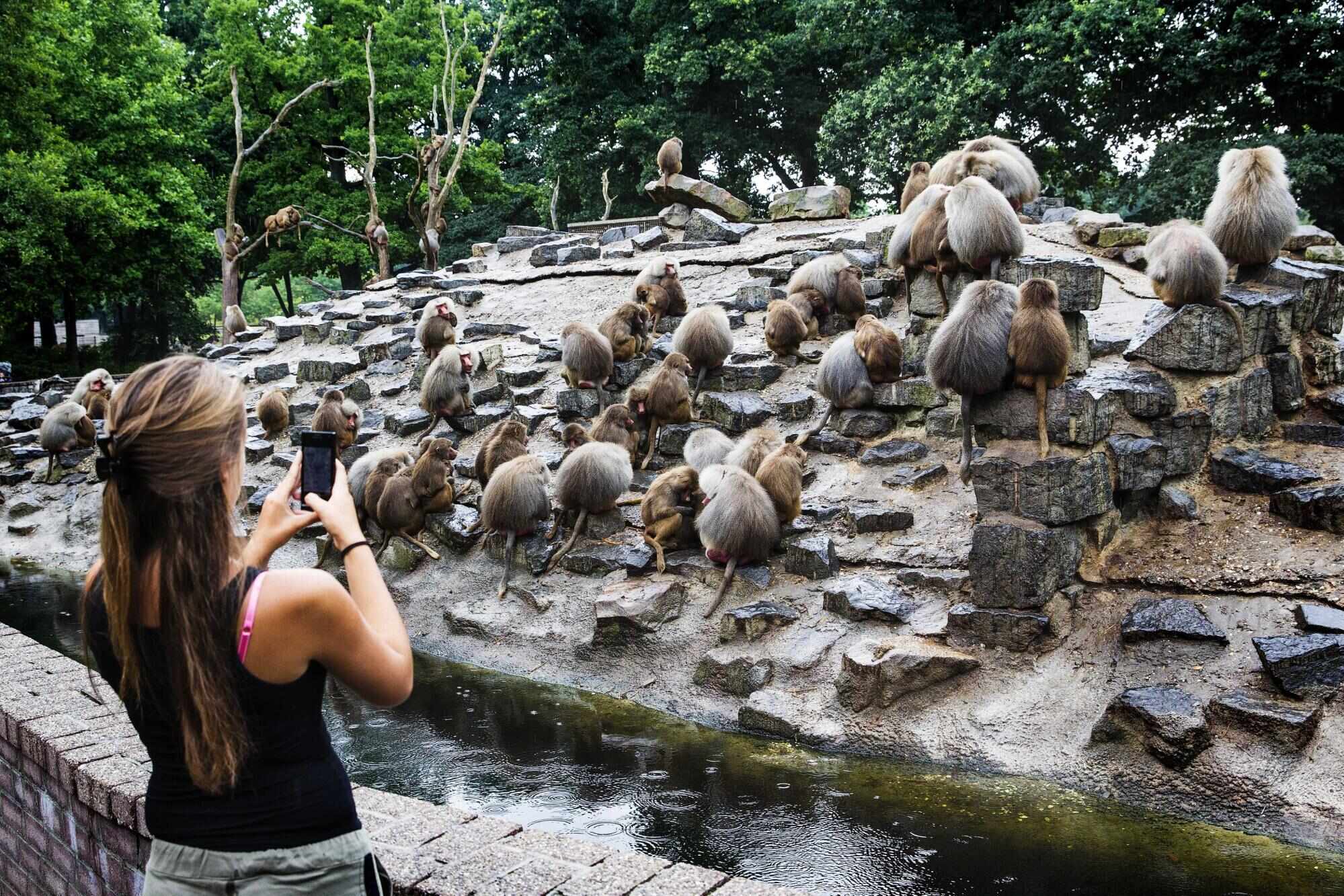 Researchers suggested the ability of baboons to have tit-for-tat interactions was potentially inherited from a common ancestor of both humans and baboons. Photo: EPA