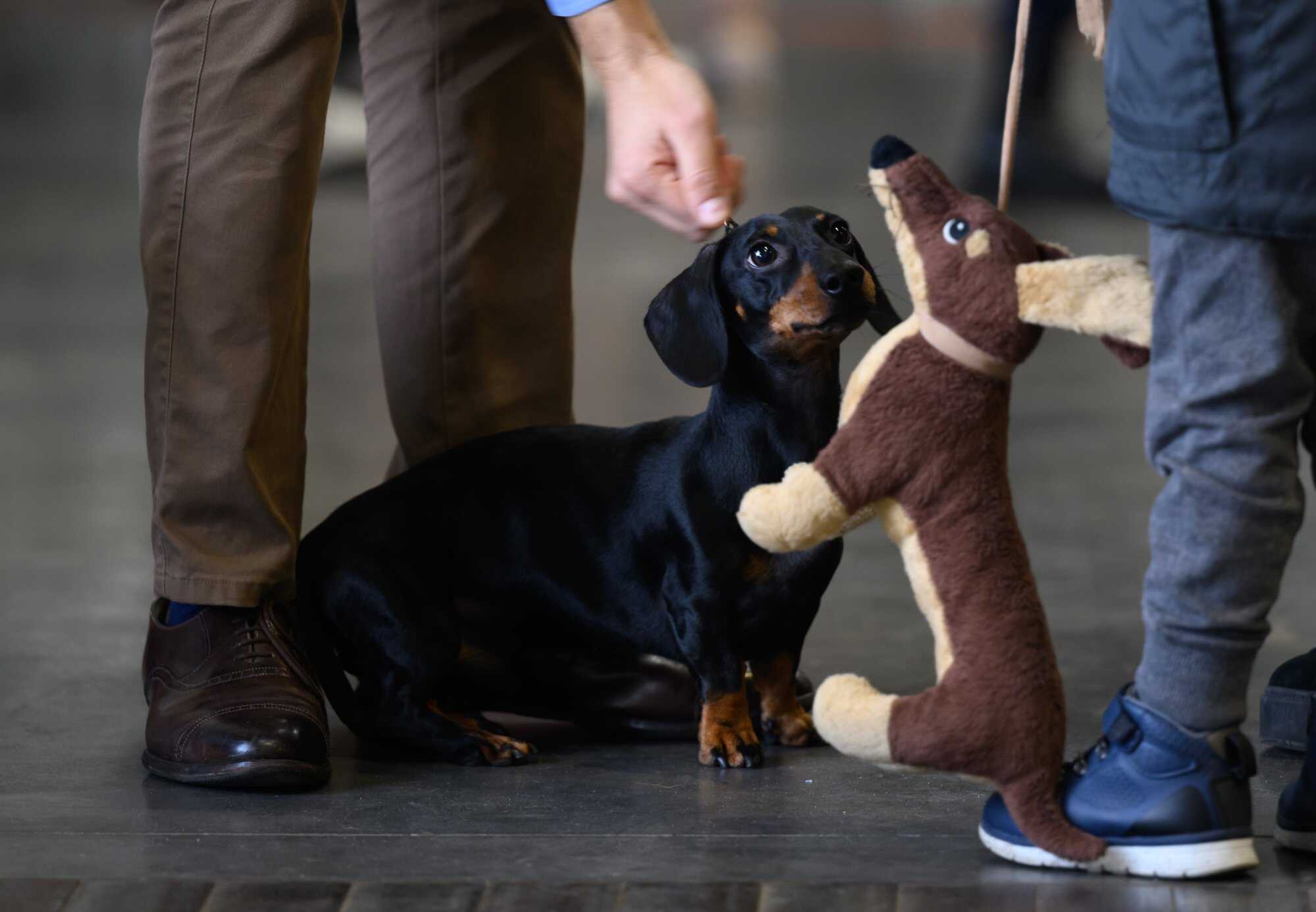 A dog looks at a dog toy during the International Dog Show 2023 in Poznan, Poland. Photo: EPA-EFE