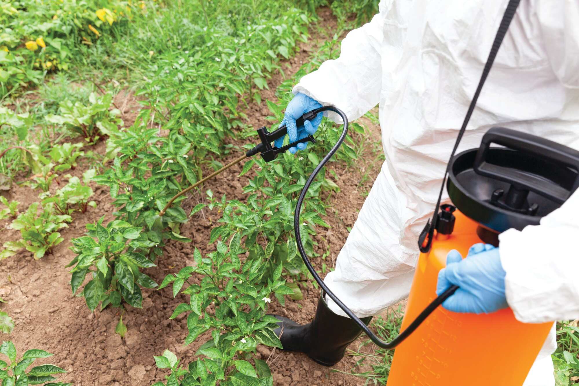 Glyphosate is a widely used weedkiller. Photo: Shutterstock