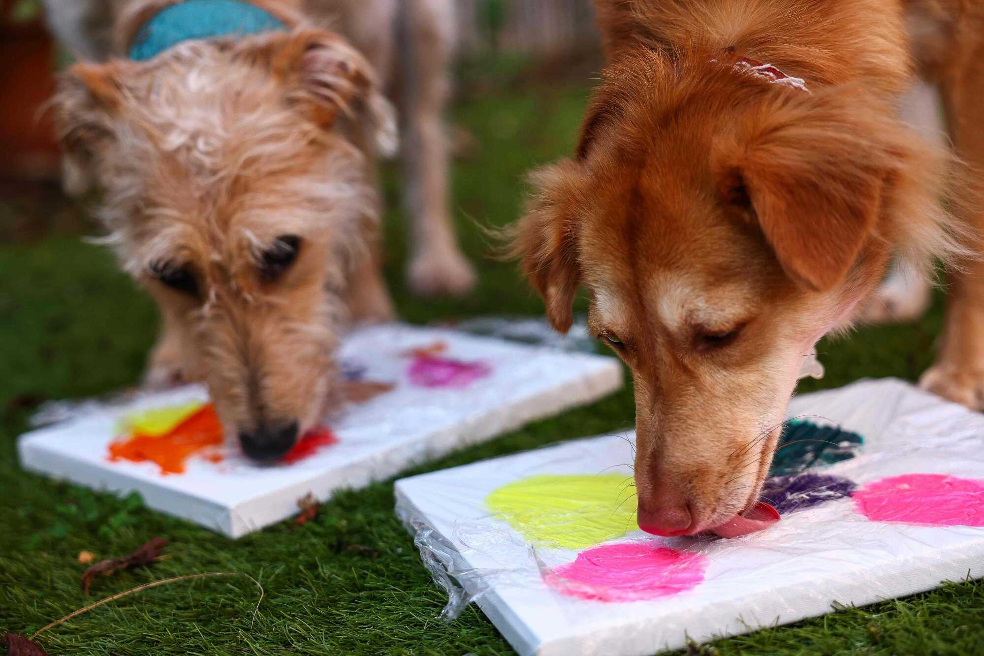 Painting is used as a therapy tool for stray dogs, who often arrive at Bristol Animal Rescue Centre traumatised. Photo: AFP