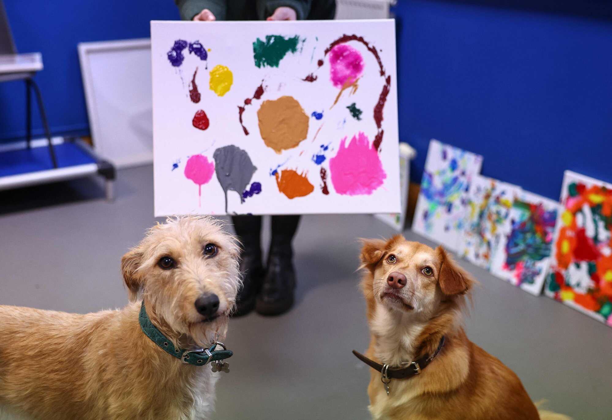 The dogs use their snouts and paws to spread the paint on a canvas. Photo: AFP