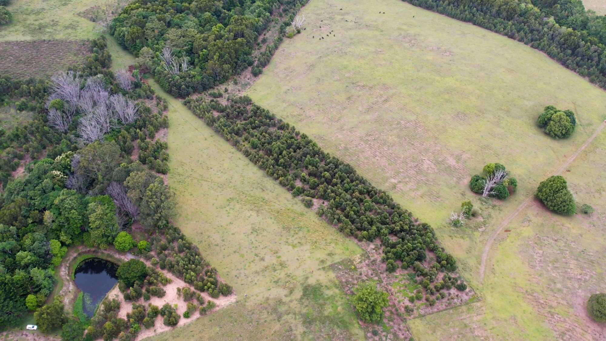 An aerial view shows corridors of trees planted by Bangalow Koalas. Photo: Reuters