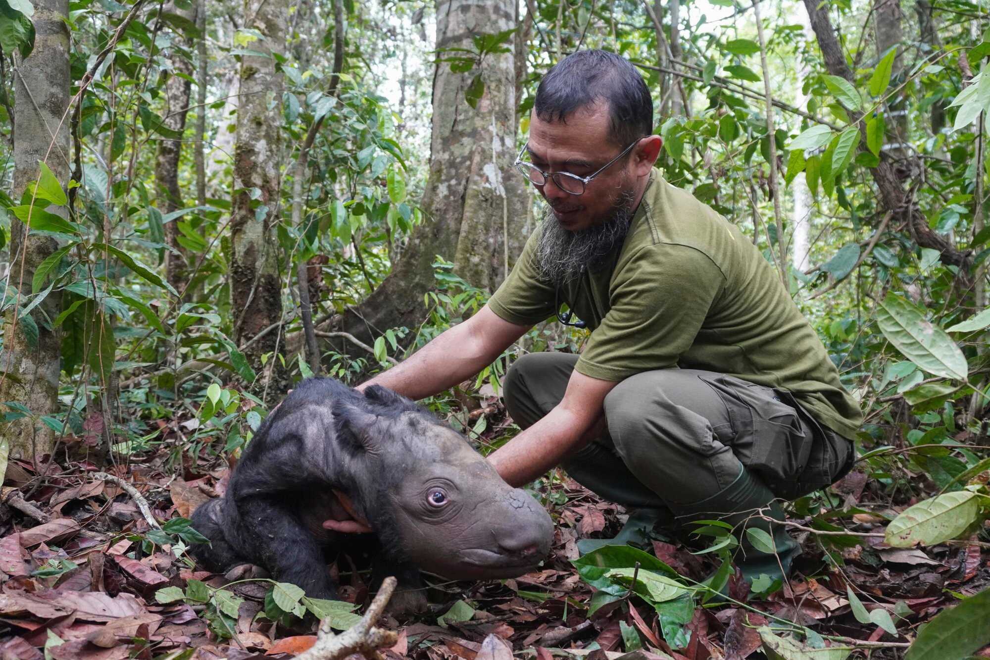 Veterinarian Zulfi Arsan tends to a newly born Sumatran rhino calf at Sumatran Rhino Sanctuary at Way Kambas National Park, Indonesia. Photo: AP