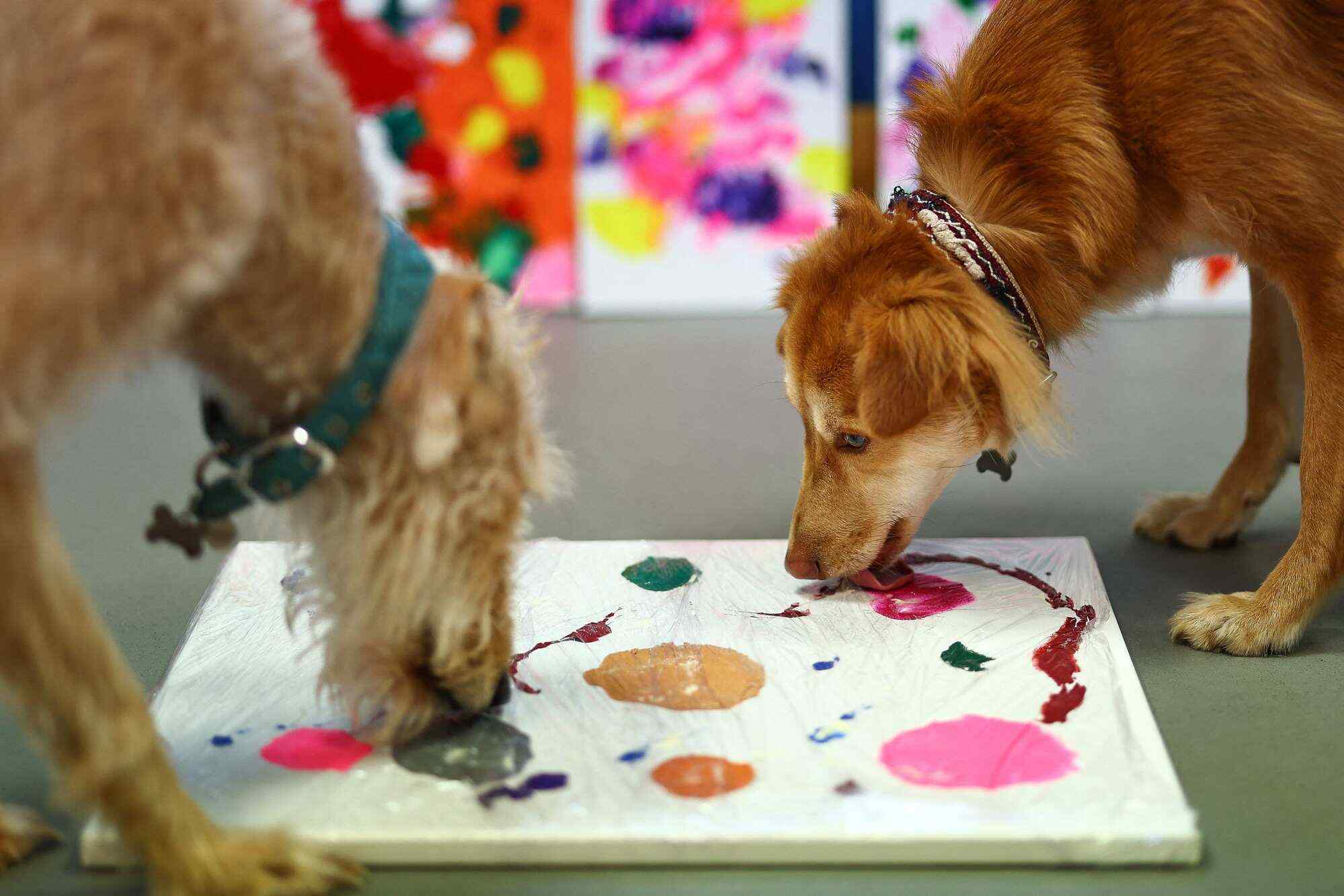 In their studio in Bristol, western England, rescue dogs Rosie and Alba are hard at work on their canvasses, redefining the essence of abstract art. Photo: AFP