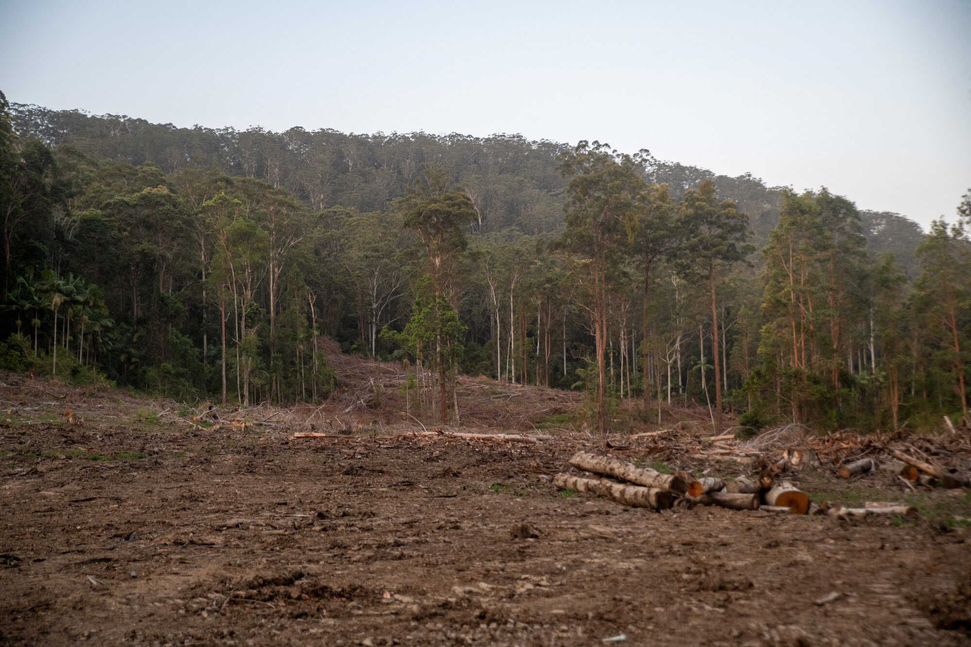 Tree logs lie on the ground in the aftermath of a recent logging in the proposed Great Koala National Park. Photo: Reuters