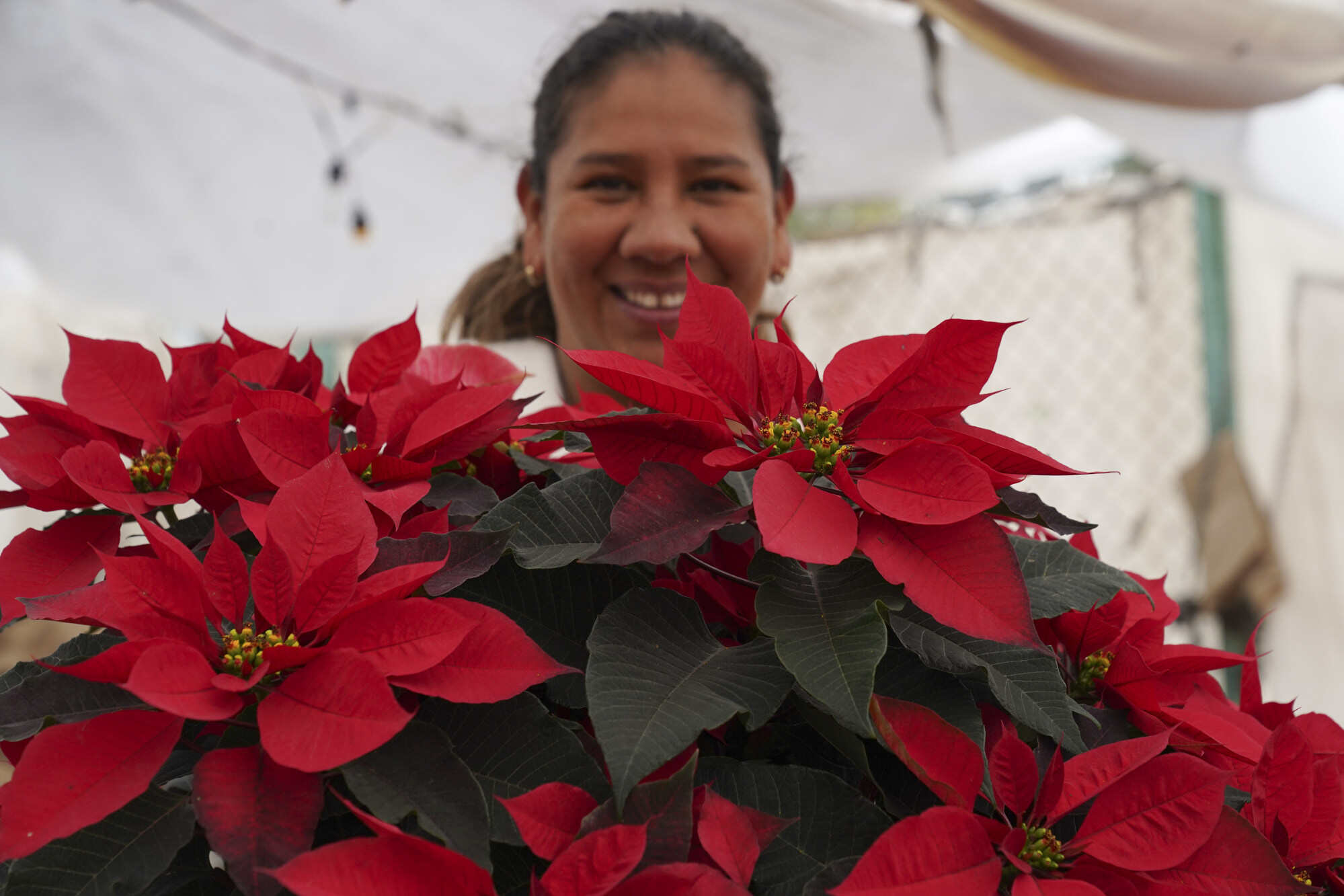 The universal Christmas icon is native to Mexico where the poinsettia is commonly known as “la flor de Nochebuena” or Christmas Eve flower. Photo: AP