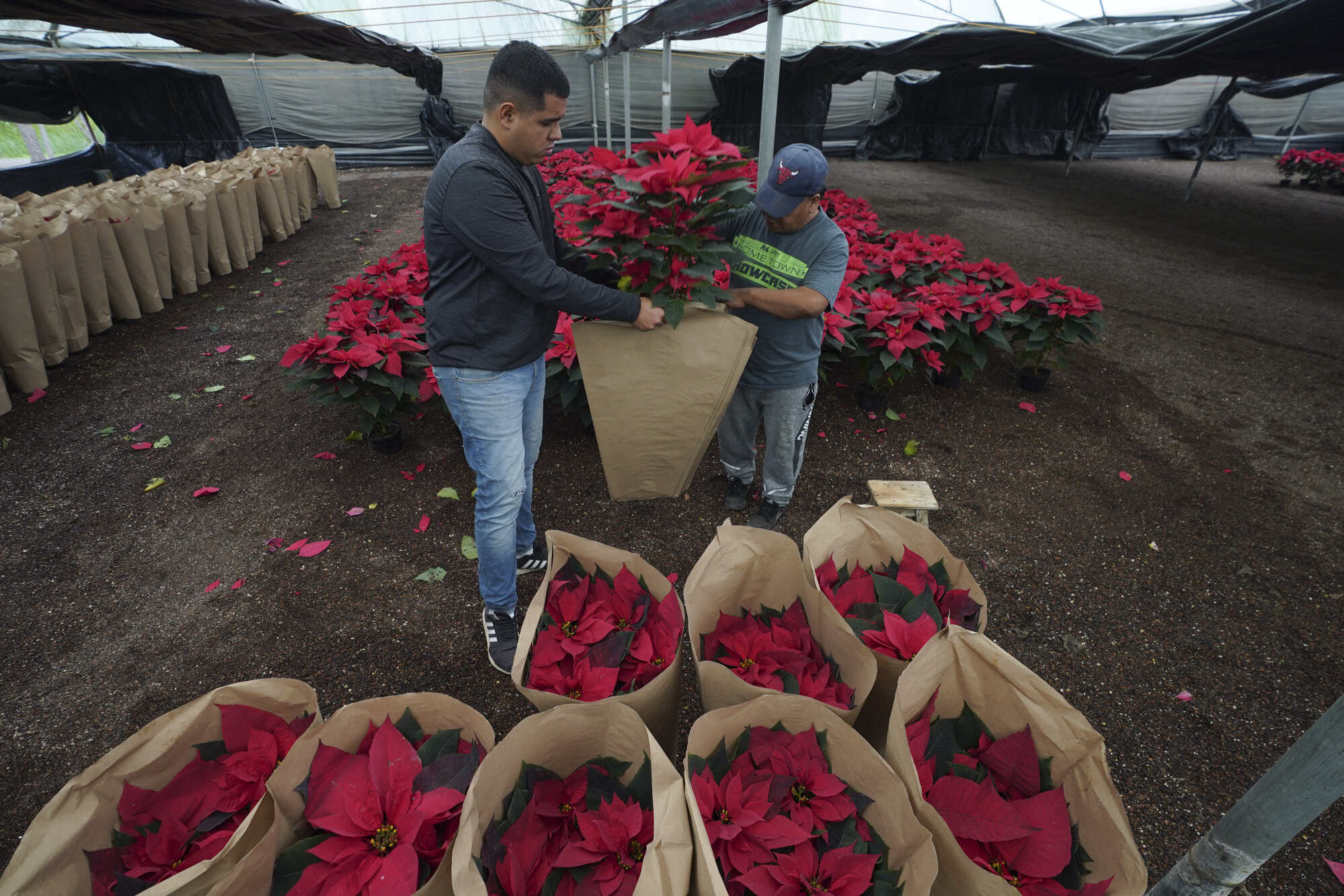 Producers prepare potted poinsettias for sale in the San Luis Tlaxialtemalco district of Mexico City. Photo: AP