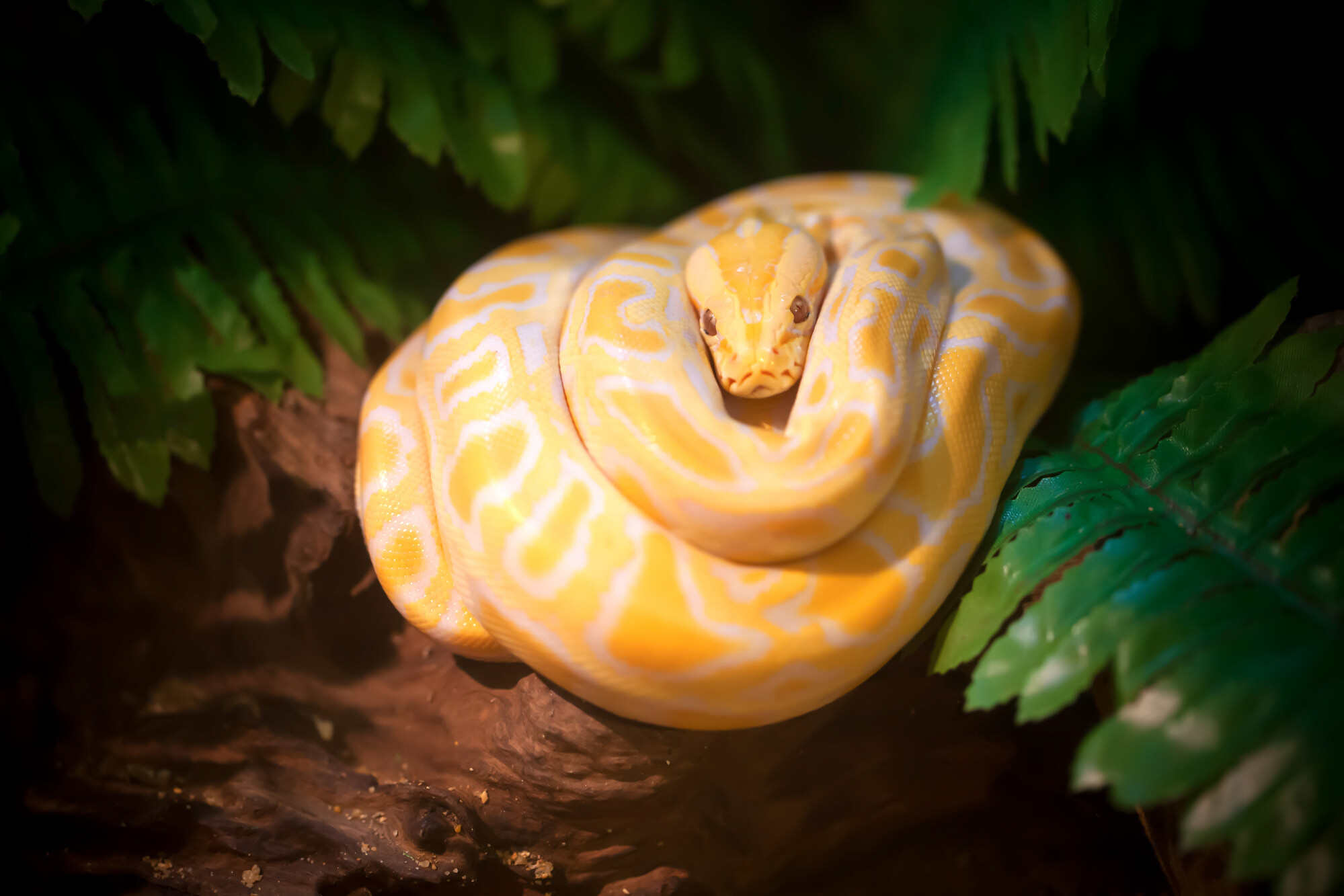 Tse Sin-nga expresses their love for golden pythons. Photo: Shutterstock