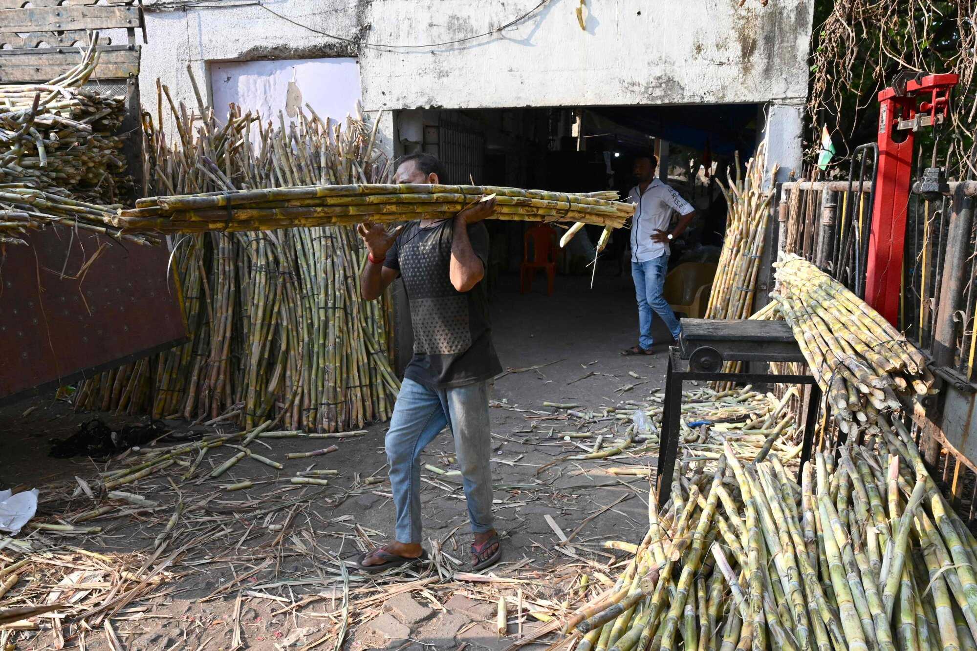Sugar cane plants take 15 to 18 months to grow. Photo: AFP