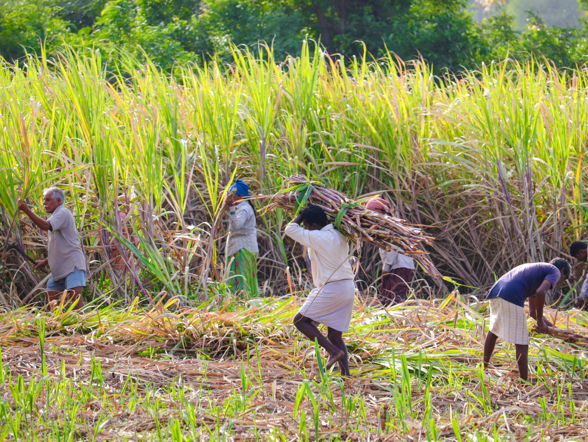 Sugar production is an arduous process because it requires people to work long hours in the sun. Photo: Shutterstock