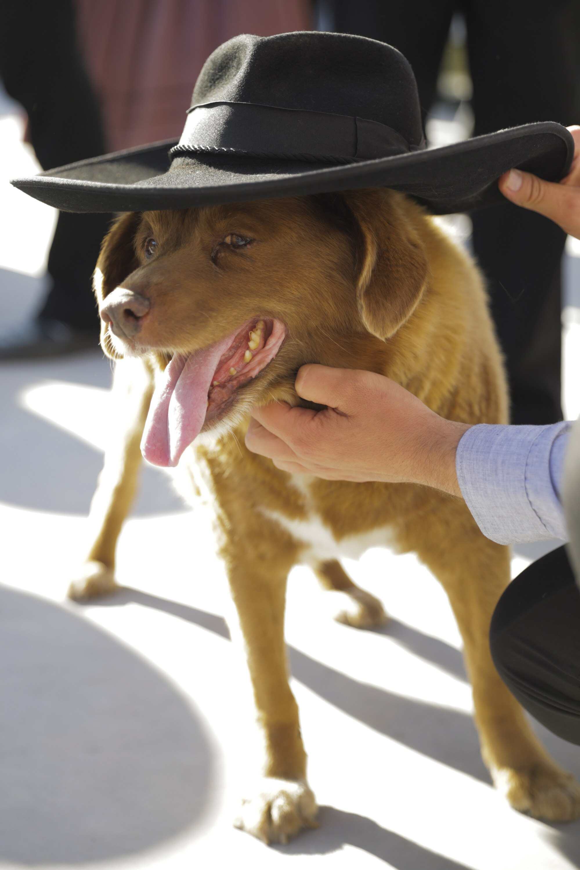 Bobi was a purebred Rafeiro Alentejano who passed away at 31 years and 165 days of age in October last year. Photo: EPA-EFE