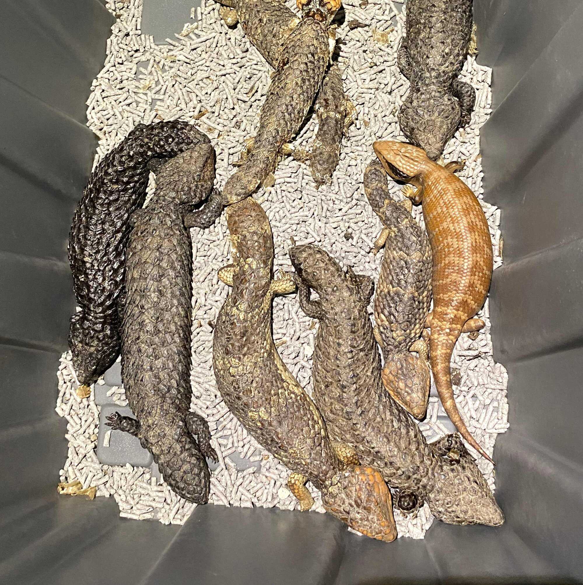The lizards were found piled on top of each other and kept in dirty conditions. Photo: New South Wales Police/AFP