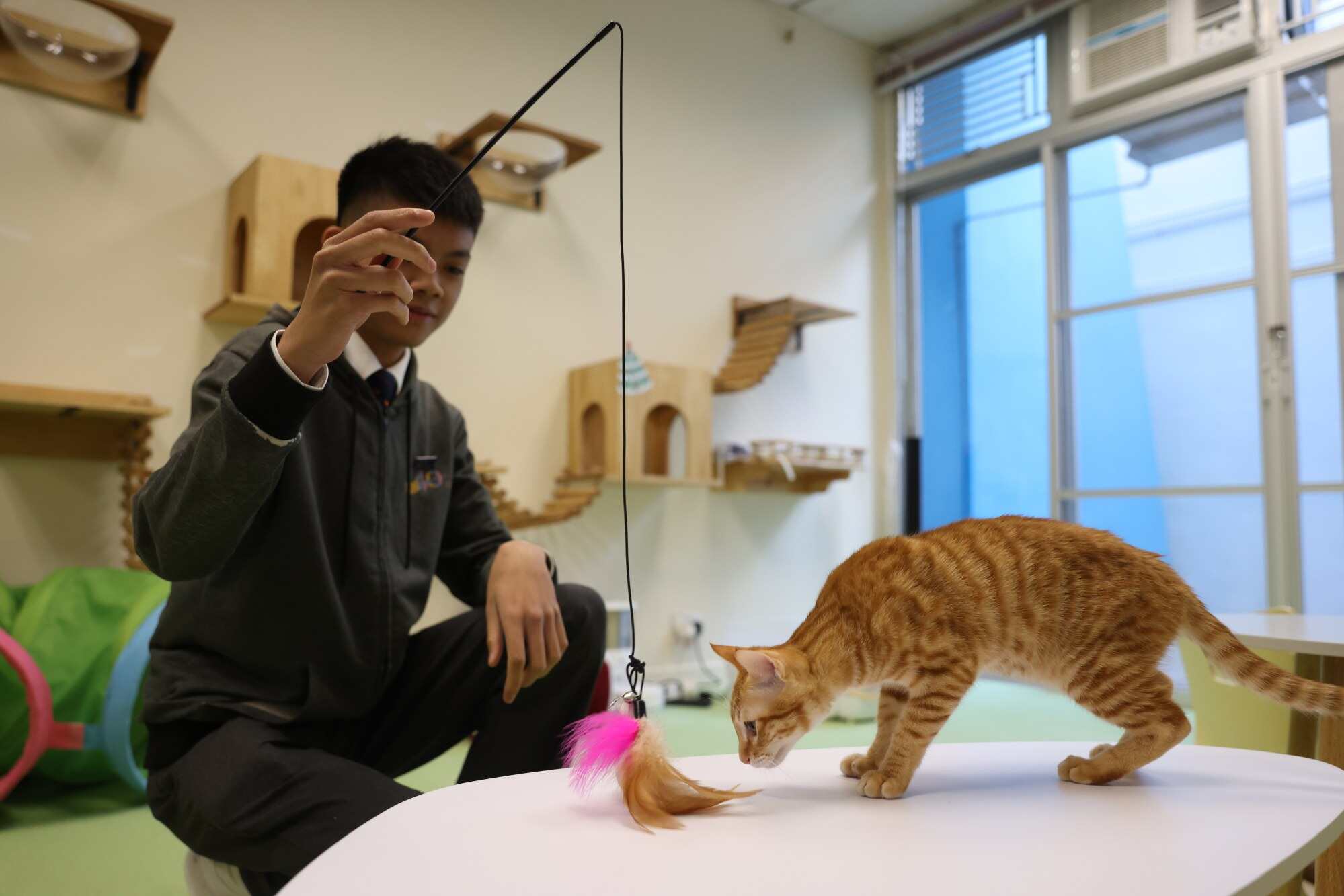 Kelvin Chow found Yuzu as kitten who was struggling to survive outside his classroom. Photo: Yik Yeung-man