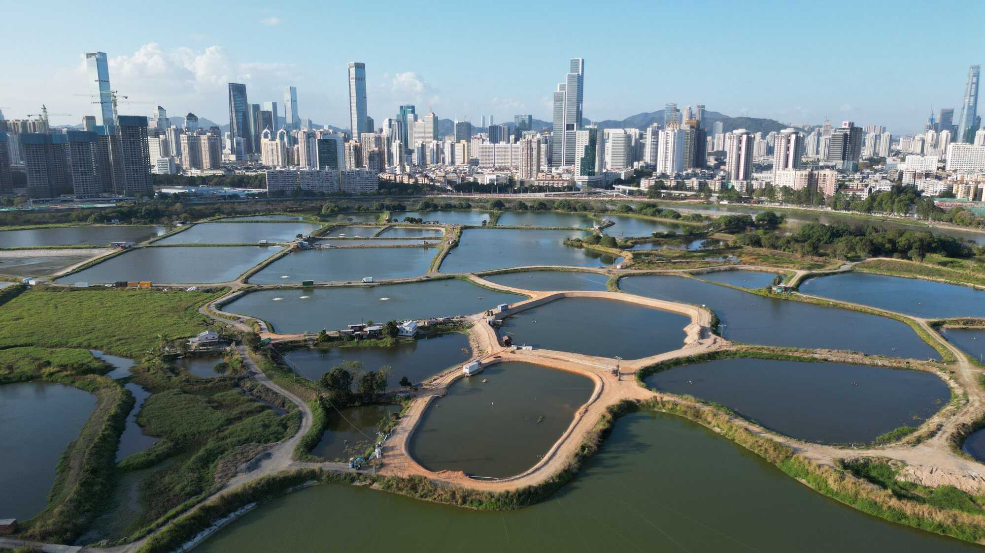The Greenpeace and the Conservancy Association has appealed to the Hong Kong government to take action to ensure that there is no further damage. Photo: Dickson Lee