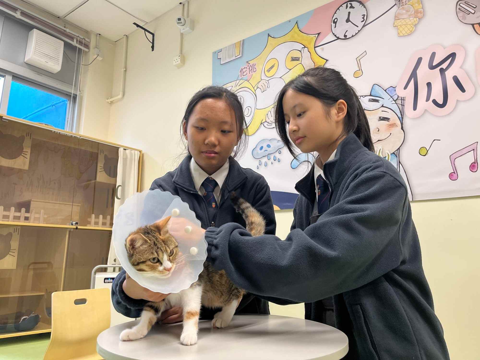Rainie So (left) and Bella Fu take care of a cat called Daai Ngaan Mui. Photo: Kelly Fung