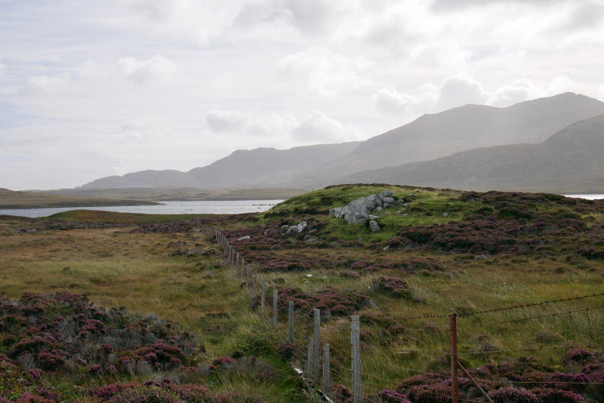 Peatlands are extremely critical in order to protect biodiversity. Photo: Shutterstock