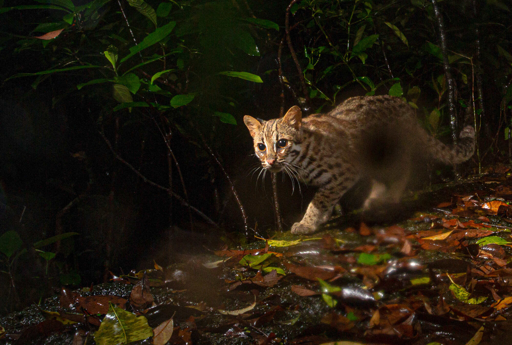 Last year, a leopard cat was found in one of the traps set up by poachers in Tseung Kwan O. Photo: Handout